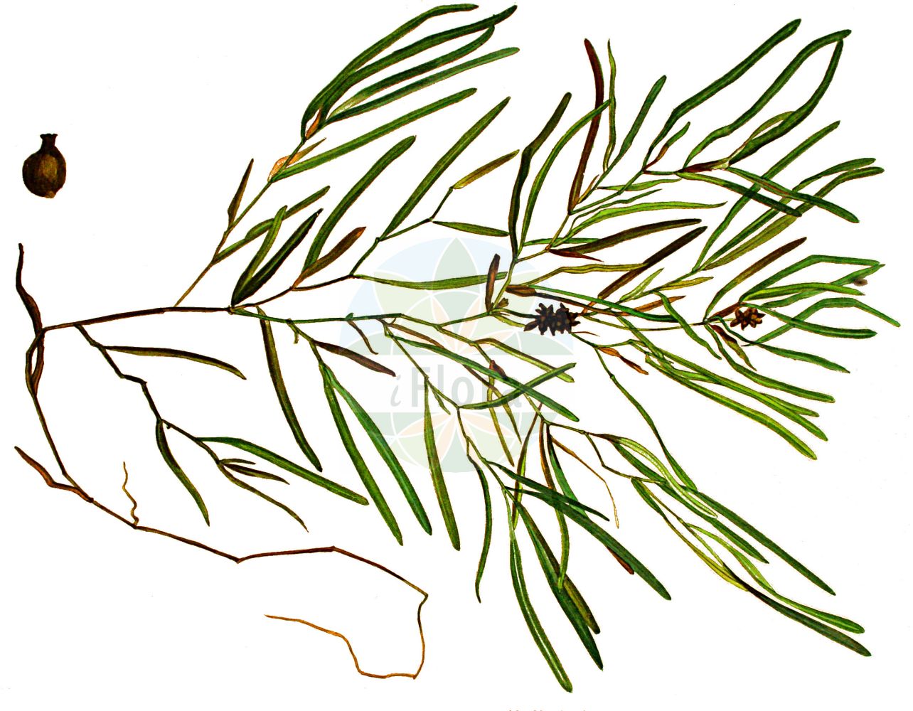 Historische Abbildung von Potamogeton obtusifolius (Stumpfblättriges Laichkraut - Blunt-leaved Pondweed). Das Bild zeigt Blatt, Bluete, Frucht und Same. ---- Historical Drawing of Potamogeton obtusifolius (Stumpfblättriges Laichkraut - Blunt-leaved Pondweed). The image is showing leaf, flower, fruit and seed.(Potamogeton obtusifolius,Stumpfblättriges Laichkraut,Blunt-leaved Pondweed,Potamogeton obtusifolius,Stumpfblaettriges Laichkraut,Blunt-leaved Pondweed,Bluntleaf Pondweed,Broad-leaved Pondweed,Grassy Pondweed,Potamogeton,Laichkraut,Pondweed,Potamogetonaceae,Laichkrautgewächse,Pondweed family,Blatt,Bluete,Frucht,Same,leaf,flower,fruit,seed,Kops (1800-1934))