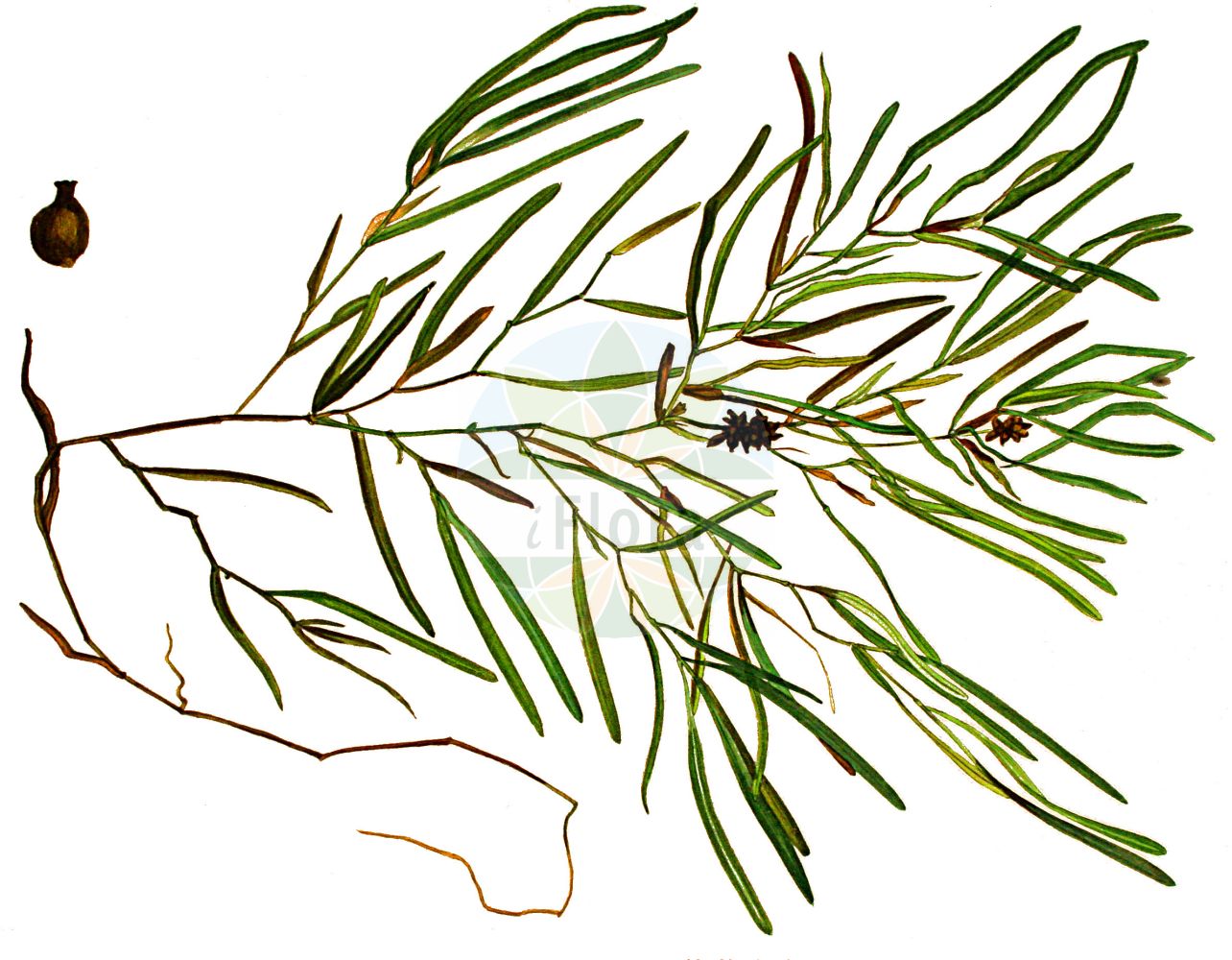 Potamogeton obtusifolius - Potamogetonaceae,Plantae,Pteridobiotina,Angiosperms,Alismatales,Potamogetonaceae,Potamogeton,Potamogeton obtusifolius,Buccaferrea obtusifolia, Potamogeton divaricatus, Potamogeton liljebladii, Potamogeton obtusifolius f. acutus, Potamogeton obtusifolius f. angustifolius, Potamogeton obtusifolius f. angustifolius, Potamogeton obtusifolius f. apiculatus, Potamogeton obtusifolius f. contractus, Potamogeton obtusifolius f. elongatus, Potamogeton obtusifolius f. insolitus, Potamogeton obtusifolius f. insolitus, Potamogeton obtusifolius f. latifolius, Potamogeton obtusifolius f. latifolius, Potamogeton obtusifolius f. microcarpus, Potamogeton obtusifolius f. muticus, Potamogeton obtusifolius f. obtusus, Potamogeton obtusifolius subf. acutus, Potamogeton obtusifolius subf. apiculatus, Potamogeton obtusifolius subf. muticus, Potamogeton obtusifolius subf. obtusus, Potamogeton obtusifolius subvar. acutus, Potamogeton obtusifolius subvar. apiculatus, Potamogeton obtusifolius subvar. muticus, Potamogeton obtusifolius subvar. obtusus, Potamogeton obtusifolius var. angustifolius, Potamogeton obtusifolius var. elongatus, Potamogeton obtusifolius var. latifolius, Potamogeton tataricus, Spirillus obtusifolius,Stumpfblättriges Laichkraut;blunt-leaved pondweed;potamot à feuilles obtuses;broad-leaved pondweed;grassy pondweed;bluntleaf pondweed;Potamot à feuilles obtuses;Brasca a foglie ottuse;brasca a foglie obtuse;stompbladig fonteinkruid;stomp fonteinkruid;рдест туполистный;trubbnate;butbladet vandaks;rdestnica stępiona;topolistni dristavec;tompalevelű békaszőlő;rdest tupolistý;červenavec tupolistý;рдесник туполистий;tömbilehine penikeel;struplapu glīvene;butt-tjønnaks;tylppälehtivita;bukalapė plūdė;dùn yè yǎn zǐ cài;钝叶眼子菜