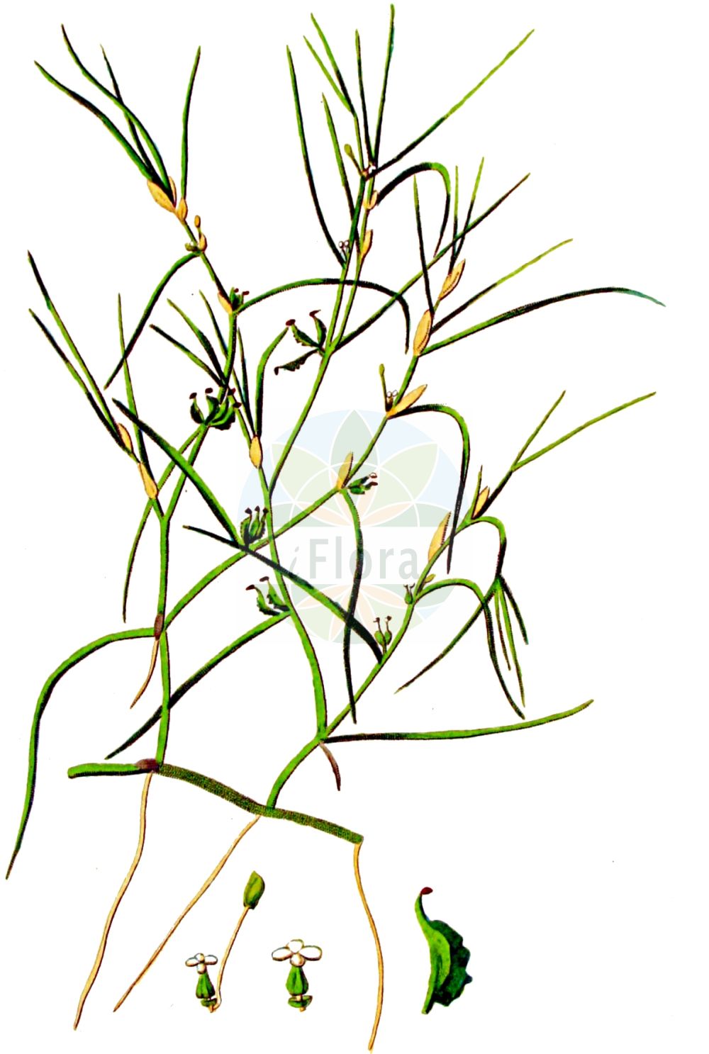 Historische Abbildung von Zannichellia palustris (Salz-Teichfaden - Horned Pondweed). Das Bild zeigt Blatt, Bluete, Frucht und Same. ---- Historical Drawing of Zannichellia palustris (Salz-Teichfaden - Horned Pondweed). The image is showing leaf, flower, fruit and seed.(Zannichellia palustris,Salz-Teichfaden,Horned Pondweed,Zannichellia dentata,Zannichellia palustris,Zannichellia repens,Salz-Teichfaden,Stielfruechtiger Teichfaden,Horned Pondweed,Zannichellia,Teichfaden,Horned Pondweed,Potamogetonaceae,Laichkrautgewächse,Pondweed family,Blatt,Bluete,Frucht,Same,leaf,flower,fruit,seed,Kops (1800-1934))