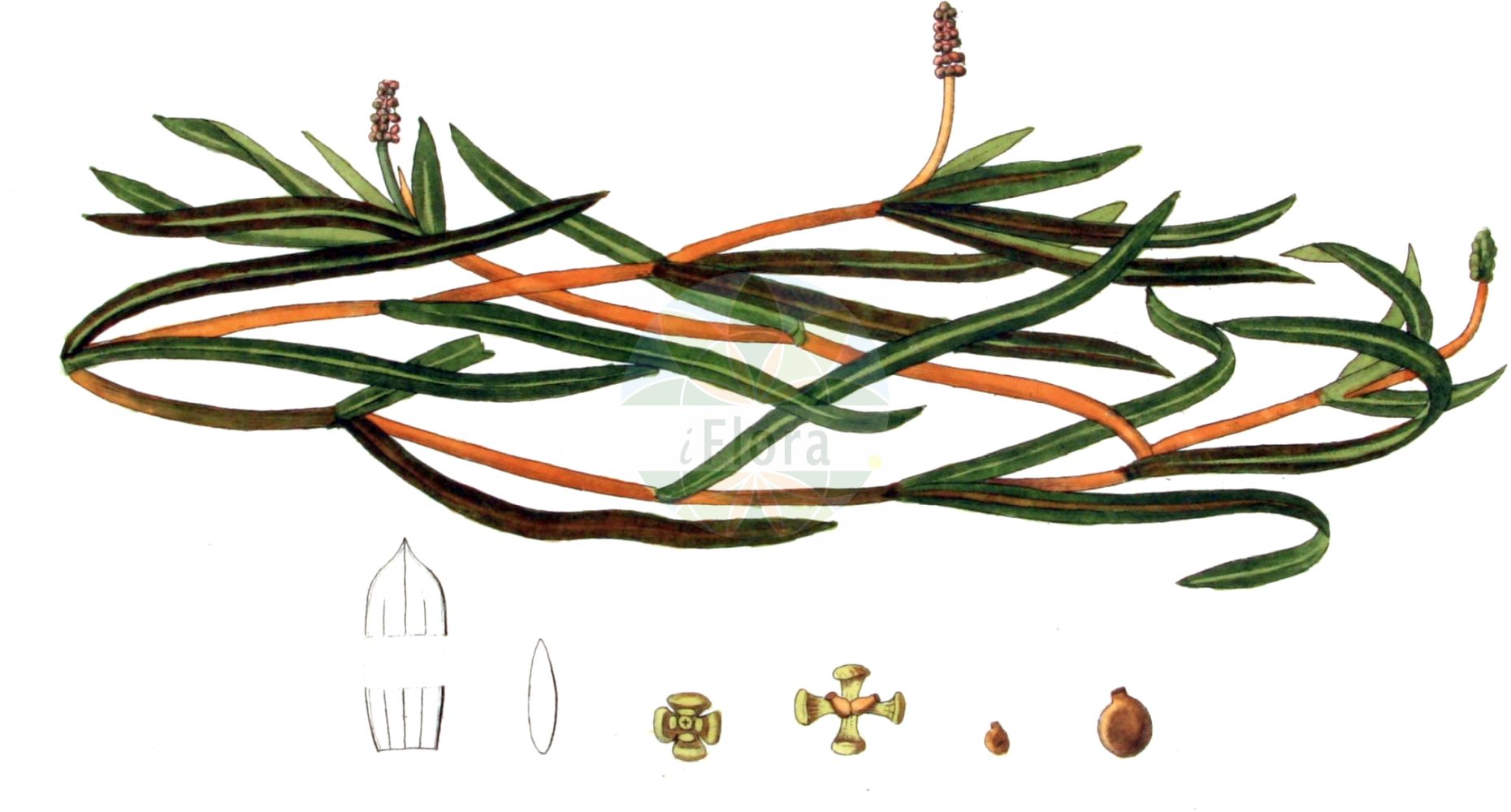 Historische Abbildung von Potamogeton compressus (Flachstängliges Laichkraut - Grass-wrack Pondweed). Das Bild zeigt Blatt, Bluete, Frucht und Same. ---- Historical Drawing of Potamogeton compressus (Flachstängliges Laichkraut - Grass-wrack Pondweed). The image is showing leaf, flower, fruit and seed.(Potamogeton compressus,Flachstängliges Laichkraut,Grass-wrack Pondweed,Potamogeton carinatus,Potamogeton compressus,Potamogeton zosterifolius,Flachstaengliges Laichkraut,Flachstengeliges Laichkraut,Grass-wrack Pondweed,Flatstem Pondweed,Eel-grass Pondweed,Potamogeton,Laichkraut,Pondweed,Potamogetonaceae,Laichkrautgewächse,Pondweed family,Blatt,Bluete,Frucht,Same,leaf,flower,fruit,seed,Kops (1800-1934))