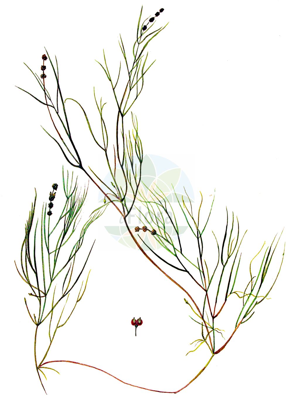 Historische Abbildung von Potamogeton pusillus (Zwerg-Laichkraut - Lesser Pondweed). Das Bild zeigt Blatt, Bluete, Frucht und Same. ---- Historical Drawing of Potamogeton pusillus (Zwerg-Laichkraut - Lesser Pondweed). The image is showing leaf, flower, fruit and seed.(Potamogeton pusillus,Zwerg-Laichkraut,Lesser Pondweed,Potamogeton gracilis,Potamogeton panormitanus,Potamogeton pusillus,Potamogeton skvortsovii,Zwerg-Laichkraut,Kleines Laichkraut,Lesser Pondweed,Slender Pondweed,Small Pondweed,Potamogeton,Laichkraut,Pondweed,Potamogetonaceae,Laichkrautgewächse,Pondweed family,Blatt,Bluete,Frucht,Same,leaf,flower,fruit,seed,Kops (1800-1934))