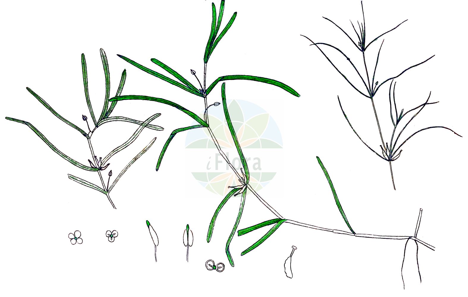 Zannichellia palustris - Potamogetonaceae,Plantae,Pteridobiotina,Angiosperms,Alismatales,Potamogetonaceae,Zannichellia,Zannichellia palustris,Algoides palustris, Pelta palustris, Zannichellia palustris var. palustris, Zannichellia palustris var. rosenii, Zannichellia polycarpa,Sumpf-Teichfaden;Salz-Teichfaden;Stielfrüchtiger Teichfaden;Teichfaden;Vielfrüchtiger Teichfaden;horned pondweed;Zannichellie des marais;zannichellia des marais;alguette;broza de agua;pelos de vieja;Zannichellia;zannichellia palustre;zannichellia oalustre;zannichellia;zittende zannichellia;занникеллия болотная;sukılı;xanikelë;zanniquèl·lia;žabokrečina;hårsärv;vandkrans;zamętnica błotna;ito-kuzu-mo;mikazuki-ito-mo;イトクズモ;ミカズキイトモ;močvirska vodopivka;tófonal;šejdračka bahenní;zanichelka močiarna;занікелія болотна;занікелія велика;блатна цаникелия;harilik hanehein;purva diedzene;vasskrans;жабљак;жабокречина;chutit habbitzot;חוּטִית הַבִּצּוֹת;pelkinė vandensargė;jiǎo guǒ zǎo;角果藻