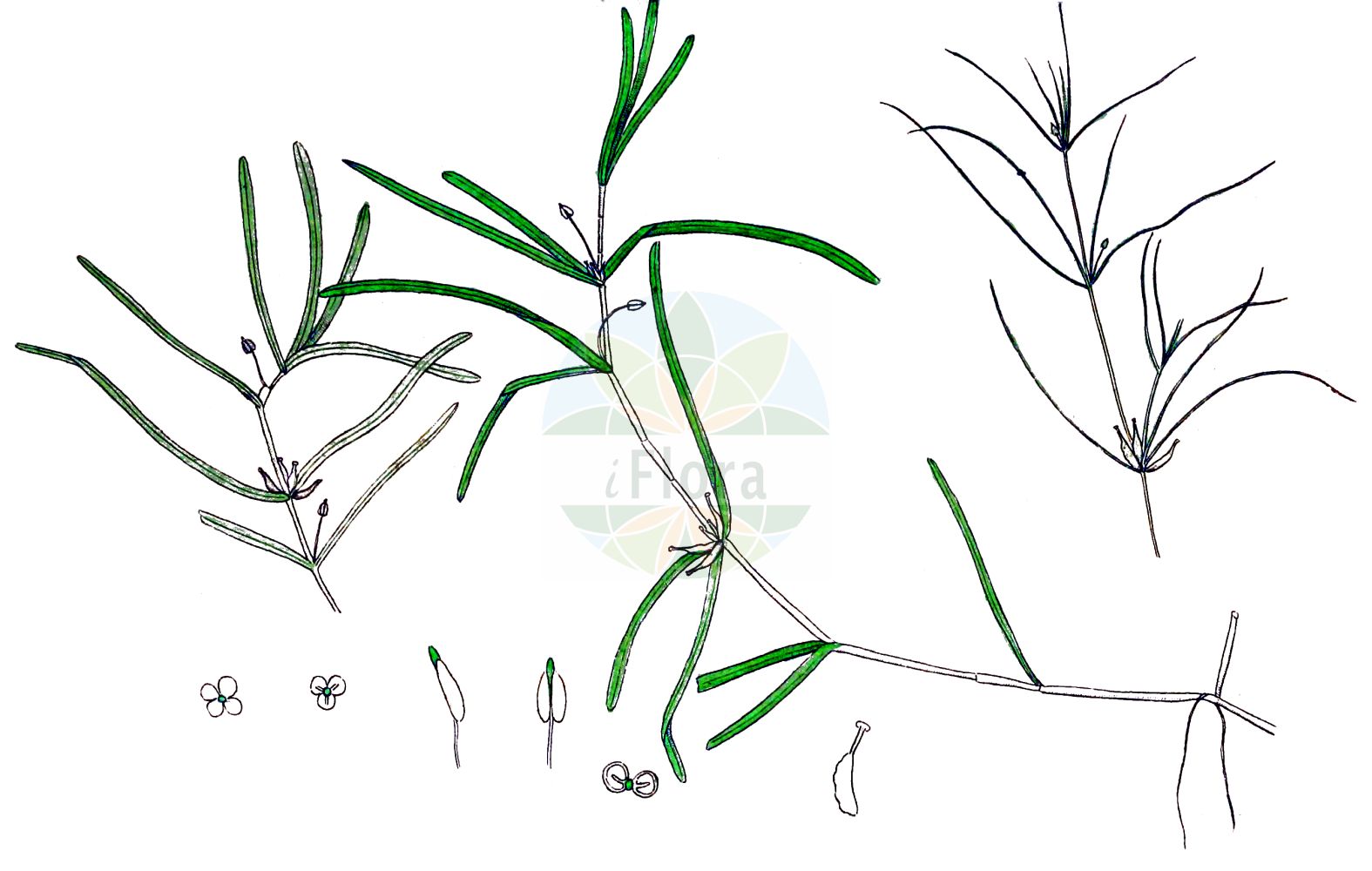 Historische Abbildung von Zannichellia palustris (Salz-Teichfaden - Horned Pondweed). Das Bild zeigt Blatt, Bluete, Frucht und Same. ---- Historical Drawing of Zannichellia palustris (Salz-Teichfaden - Horned Pondweed). The image is showing leaf, flower, fruit and seed.(Zannichellia palustris,Salz-Teichfaden,Horned Pondweed,Zannichellia dentata,Zannichellia palustris,Zannichellia repens,Salz-Teichfaden,Stielfruechtiger Teichfaden,Horned Pondweed,Zannichellia,Teichfaden,Horned Pondweed,Potamogetonaceae,Laichkrautgewächse,Pondweed family,Blatt,Bluete,Frucht,Same,leaf,flower,fruit,seed,Svensk Botanik (Svensk Botanik))