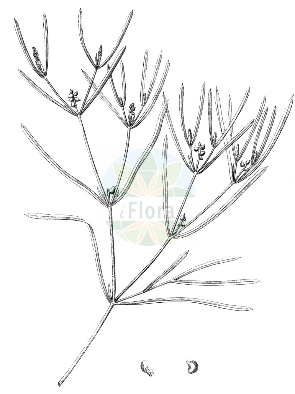 Potamogeton acutifolius - Potamogetonaceae,Plantae,Pteridobiotina,Angiosperms,Alismatales,Potamogetonaceae,Potamogeton,Potamogeton acutifolius,Potamogeton acutifolius f. minor, Potamogeton acutifolius var. divaricatus, Potamogeton acutifolius var. minor, Potamogeton bambergensis, Potamogeton carinatus, Potamogeton cuspidatus, Potamogeton henningii, Potamogeton laticaulis,Spitzblättriges Laichkraut;sharp-leaved pondweed;Potamot à feuilles aigües;potamot à feuilles aiguës;Brasca acutifoglia;spitsbladig fonteinkruid;spits fonteinkruid;рдест остролистный;spetsnate;spidsbladet vandaks;rdestnica ostrolistna;ostrolistni dristavec;hegyeslevelű békaszőlő;rdest ostrolistý;červenavec ostrolistý;рдесник гостролистий;остролистен ръждавец;smaillapu glīvene;оштролисна ресина;smailialapė plūdė