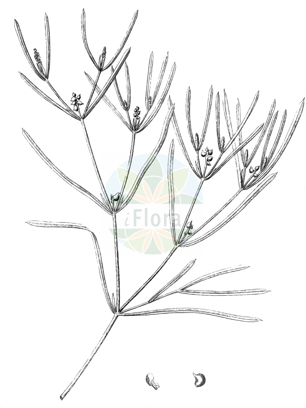 Historische Abbildung von Potamogeton acutifolius (Spitzblättriges Laichkraut - Sharp-leaved Pondweed). Das Bild zeigt Blatt, Bluete, Frucht und Same. ---- Historical Drawing of Potamogeton acutifolius (Spitzblättriges Laichkraut - Sharp-leaved Pondweed). The image is showing leaf, flower, fruit and seed.(Potamogeton acutifolius,Spitzblättriges Laichkraut,Sharp-leaved Pondweed,Potamogeton acutifolius,Spitzblaettriges Laichkraut,Sharp-leaved Pondweed,Potamogeton,Laichkraut,Pondweed,Potamogetonaceae,Laichkrautgewächse,Pondweed family,Blatt,Bluete,Frucht,Same,leaf,flower,fruit,seed,Reichenbach (1823-1832))