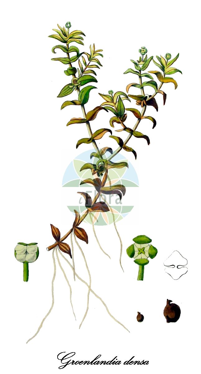 Historische Abbildung von Groenlandia densa (Dichtes Fischkraut - Opposite-leaved Pondweed). Das Bild zeigt Blatt, Bluete, Frucht und Same. ---- Historical Drawing of Groenlandia densa (Dichtes Fischkraut - Opposite-leaved Pondweed). The image is showing leaf, flower, fruit and seed.(Groenlandia densa,Dichtes Fischkraut,Opposite-leaved Pondweed,Potamogeton densus,Dichtes Laichkraut,Fischkraut,Frog's Lettuce,Groenlandia,Fischkraut,Pondweed,Potamogetonaceae,Laichkrautgewächse,Pondweed Family,Blatt,Bluete,Frucht,Same,leaf,flower,fruit,seed,Kops (1800-1934))