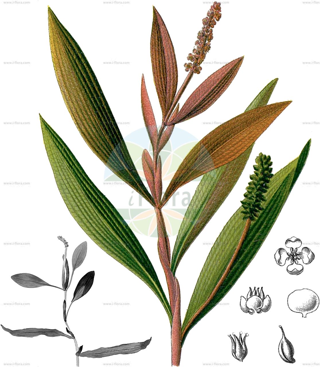 Potamogeton alpinus - Potamogetonaceae,Plantae,Pteridobiotina,Angiosperms,Alismatales,Potamogetonaceae,Potamogeton,Potamogeton alpinus,Potamogeton lucens var. alpinus, Potamogeton obtusus var. alpinus, Potamogeton rufescens f. alpinus, Potamogeton rufescens var. alpinus,Alpen-Laichkraut;red pondweed;potamot alpin;alpine pondweed;Potamot des Alpes;potamot alpin;potamot roussâtre;Brasca alpina;rossig fonteinkruid;рдест алпийский;yayla susümbülü;potamogèton alpí;alpski mrijesnjak;rostnate;rust-vandaks;rdestnica alpejska;hosoba-hiru-mushiro;ホソバヒルムシロ;alpski dristavec;békaszőlő;rdest alpský;rdest červenavý;červenavec alpínsky;рдесник альпійський;ruske penikeel;Alpu glīvene;rusttjønnaks;purovita;alpinė plūdė;gāo shānyǎn zǐ cài;高山眼子菜