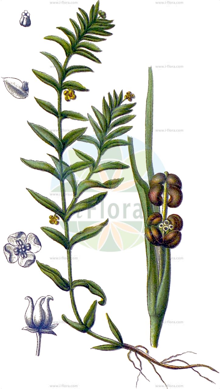 Groenlandia densa - Potamogetonaceae,Plantae,Pteridobiotina,Angiosperms,Alismatales,Potamogetonaceae,Groenlandia,Groenlandia densa,Buccaferrea densa, Potamogeton densus, Potamogeton densus f. major, Potamogeton densus f. major, Potamogeton densus f. minor, Potamogeton densus f. minor, Potamogeton densus f. oppositifolius, Potamogeton densus f. setaceus, Potamogeton densus subsp. oppositifolius, Potamogeton densus subsp. serratus, Potamogeton densus subsp. serratus, Potamogeton densus subsp. setaceus, Potamogeton densus var. angustifolius, Potamogeton densus var. angustifolius, Potamogeton densus var. lanceolatus, Potamogeton densus var. lancifolius, Potamogeton densus var. latifolius, Potamogeton densus var. latifolius, Potamogeton densus var. laxifolius, Potamogeton densus var. laxus, Potamogeton densus var. major, Potamogeton densus var. oppositifolius, Potamogeton densus var. pauciflorus, Potamogeton densus var. rigidus, Potamogeton densus var. serratus, Potamogeton densus var. serratus, Potamogeton densus var. setaceus, Potamogeton exstipulatus, Potamogeton oppositifolius, Potamogeton oppositifolius var. angustifolius, Potamogeton oppositifolius var. densa, Potamogeton oppositifolius var. densus, Potamogeton oppositifolius var. laxifolius, Potamogeton pauciflorus, Potamogeton serratus, Potamogeton setaceus,Dichtes Fischkraut;Dichtes Laichkraut;Fischkraut;opposite-leaved pondweed;frog's lettuce;Groenlandia serré;Potamot serré;potamot dense;groenlandia serrée;espiga de agua;Brasca a foglie opposte;dichtbladig fonteinkruid;paarbladig fonteinkruid;serralha-da-água;гренландия густая;рдест густолистный;suteleği;groenlandie;potamogèton dens;gustolisni mrijesnjak;tätnate;tæt vandaks;grenlandia gęsta;rdestnica gęsta;rdestniczka gęsta;gostolistna dristavka;sűrűlevelű békaszőlő;rdest hustolistý;červenačka hustolistá;červenovec hustolistý;гъст;плътен ръждавец;збијена ресина;зубати мресњак;berechanit tzefufah;בְּרֵכָנִית צְפוּפָה;tankialapė grenlandija