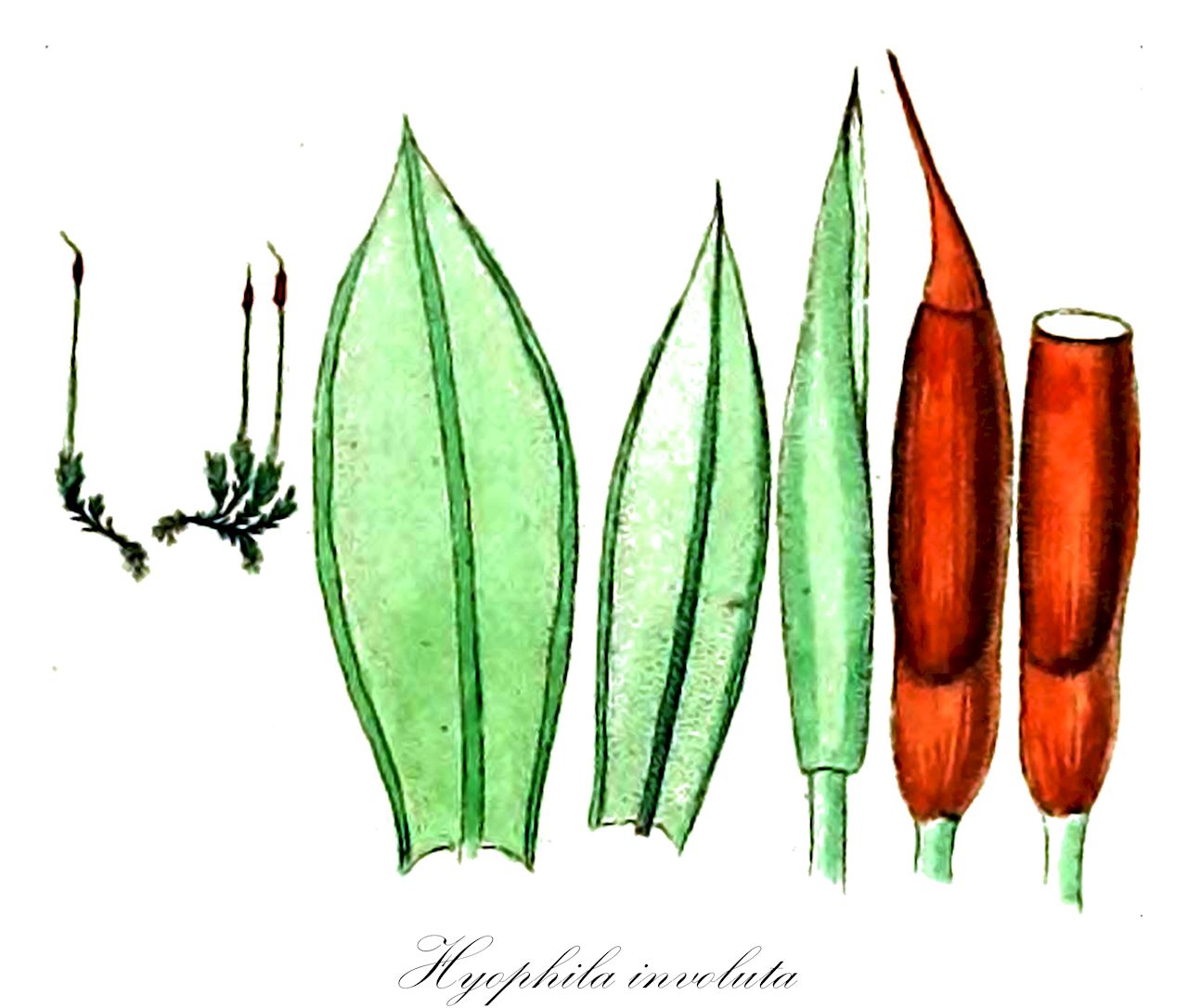 Hyophila involuta - Pottiaceae,Plantae,Bryobiotina,Bryophyta,Bryopsida,Dicranidae,Pottiales,Pottiaceae,Hyophila,Hyophila involuta,Barbula ligulata, Barbula lingulata, Barbula micholitzii, Barbula spathulata, Desmatodon involutus, Didymodon macounii, Didymodon riparius, Didymodon warnstorfii, Glyphomitrium platyphyllum, Gymnostomum cylindricum, Gymnostomum denticulatum, Gymnostomum involutum, Gymnostomum javanicum, Gymnostomum tortula, Hymenostomum involutifolium, Hyophila acuminata, Hyophila angustiuscula, Hyophila anoectangioides, Hyophila ascensionis, Hyophila atrovirens, Hyophila atrovirens var. oubanguiensis, Hyophila attenuata, Hyophila baginsensis, Hyophila bescherellei, Hyophila bingeri, Hyophila caripensis, Hyophila circinata, Hyophila commutata, Hyophila congolensis, Hyophila contermina, Hyophila crenulata, Hyophila cylindrica, Hyophila dentata, Hyophila denticulata, Hyophila dittei, Hyophila dozy-molkenboeri, Hyophila elata, Hyophila flavipes, Hyophila fouta-djalloni, Hyophila glaucoviridis, Hyophila harveyana, Hyophila hookeri, Hyophila integrifolia, Hyophila involuta f. circinata, Hyophila involuta f. flaccida, Hyophila involuta f. serrata, Hyophila involuta var. flavipes, Hyophila involutifolia, Hyophila javanica, Hyophila lanceolata, Hyophila latifolia, Hyophila lauterbachii, Hyophila liukiensis, Hyophila martinicae, Hyophila mattogrossensis, Hyophila micholitzii, Hyophila micholitzii var. sterilis, Hyophila mollis, Hyophila moutieri, Hyophila niam-niamiae, Hyophila oerstediana, Hyophila parietalis, Hyophila perconvoluta, Hyophila perpendiculata, Hyophila perrobusta, Hyophila perrobusta, Hyophila potieri, Hyophila potieri var. atroviridis, Hyophila potieri var. denticulata, Hyophila potieri var. tapes, Hyophila procera, Hyophila punctulata, Hyophila reflexifolia, Hyophila rhodesiae, Hyophila riparia, Hyophila riparia var. serrata, Hyophila stenocarpa, Hyophila subacutiuscula, Hyophila subcontermina, Hyophila subcrenulata, Hyophila subdenticulata, Hyophila subflaccida, Hyophila tortula, Hyophila tsunodae, Hyophila validinervis, Hyophila victoriae, Hyophila warnstorfii, Hyophila wrightii, Hyophila zollingeri, Leptodontium canadense, Leptodontium riparium, Pottia circinata, Pottia contermina, Pottia cylindrica, Pottia denticulata, Pottia involuta, Pottia involutifolia, Pottia javanica, Pottia oerstediana, Pottia perconvoluta, Pottia perrobusta, Pottia reflexifolia, Pottia riparia, Pottia subcrenulata, Pottia tortula, Pottia wrightii, Pottia zollingeri, Ptychomitrium platyphyllum, Rottleria javanica, Streptopogon tapes, Tayloria coreana, Trichostomum atrovirens, Trichostomum bescherellei, Trichostomum riparium, Trichostomum warnstorfii, Trichostomum warnstorfii var. flaccidum, Weissia contermina, Weissia involutifolia, Weissia javanica, Weissia oerstediana, Weissia punctulata, Weissia tortula