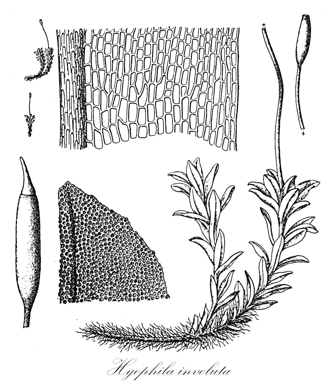 Hyophila involuta - Pottiaceae,Plantae,Bryobiotina,Bryophyta,Bryopsida,Dicranidae,Pottiales,Pottiaceae,Hyophila,Hyophila involuta,Barbula ligulata, Barbula lingulata, Barbula micholitzii, Barbula spathulata, Desmatodon involutus, Didymodon macounii, Didymodon riparius, Didymodon warnstorfii, Glyphomitrium platyphyllum, Gymnostomum cylindricum, Gymnostomum denticulatum, Gymnostomum involutum, Gymnostomum javanicum, Gymnostomum tortula, Hymenostomum involutifolium, Hyophila acuminata, Hyophila angustiuscula, Hyophila anoectangioides, Hyophila ascensionis, Hyophila atrovirens, Hyophila atrovirens var. oubanguiensis, Hyophila attenuata, Hyophila baginsensis, Hyophila bescherellei, Hyophila bingeri, Hyophila caripensis, Hyophila circinata, Hyophila commutata, Hyophila congolensis, Hyophila contermina, Hyophila crenulata, Hyophila cylindrica, Hyophila dentata, Hyophila denticulata, Hyophila dittei, Hyophila dozy-molkenboeri, Hyophila elata, Hyophila flavipes, Hyophila fouta-djalloni, Hyophila glaucoviridis, Hyophila harveyana, Hyophila hookeri, Hyophila integrifolia, Hyophila involuta f. circinata, Hyophila involuta f. flaccida, Hyophila involuta f. serrata, Hyophila involuta var. flavipes, Hyophila involutifolia, Hyophila javanica, Hyophila lanceolata, Hyophila latifolia, Hyophila lauterbachii, Hyophila liukiensis, Hyophila martinicae, Hyophila mattogrossensis, Hyophila micholitzii, Hyophila micholitzii var. sterilis, Hyophila mollis, Hyophila moutieri, Hyophila niam-niamiae, Hyophila oerstediana, Hyophila parietalis, Hyophila perconvoluta, Hyophila perpendiculata, Hyophila perrobusta, Hyophila perrobusta, Hyophila potieri, Hyophila potieri var. atroviridis, Hyophila potieri var. denticulata, Hyophila potieri var. tapes, Hyophila procera, Hyophila punctulata, Hyophila reflexifolia, Hyophila rhodesiae, Hyophila riparia, Hyophila riparia var. serrata, Hyophila stenocarpa, Hyophila subacutiuscula, Hyophila subcontermina, Hyophila subcrenulata, Hyophila subdenticulata, Hyophila subflaccida, Hyophila tortula, Hyophila tsunodae, Hyophila validinervis, Hyophila victoriae, Hyophila warnstorfii, Hyophila wrightii, Hyophila zollingeri, Leptodontium canadense, Leptodontium riparium, Pottia circinata, Pottia contermina, Pottia cylindrica, Pottia denticulata, Pottia involuta, Pottia involutifolia, Pottia javanica, Pottia oerstediana, Pottia perconvoluta, Pottia perrobusta, Pottia reflexifolia, Pottia riparia, Pottia subcrenulata, Pottia tortula, Pottia wrightii, Pottia zollingeri, Ptychomitrium platyphyllum, Rottleria javanica, Streptopogon tapes, Tayloria coreana, Trichostomum atrovirens, Trichostomum bescherellei, Trichostomum riparium, Trichostomum warnstorfii, Trichostomum warnstorfii var. flaccidum, Weissia contermina, Weissia involutifolia, Weissia javanica, Weissia oerstediana, Weissia punctulata, Weissia tortula