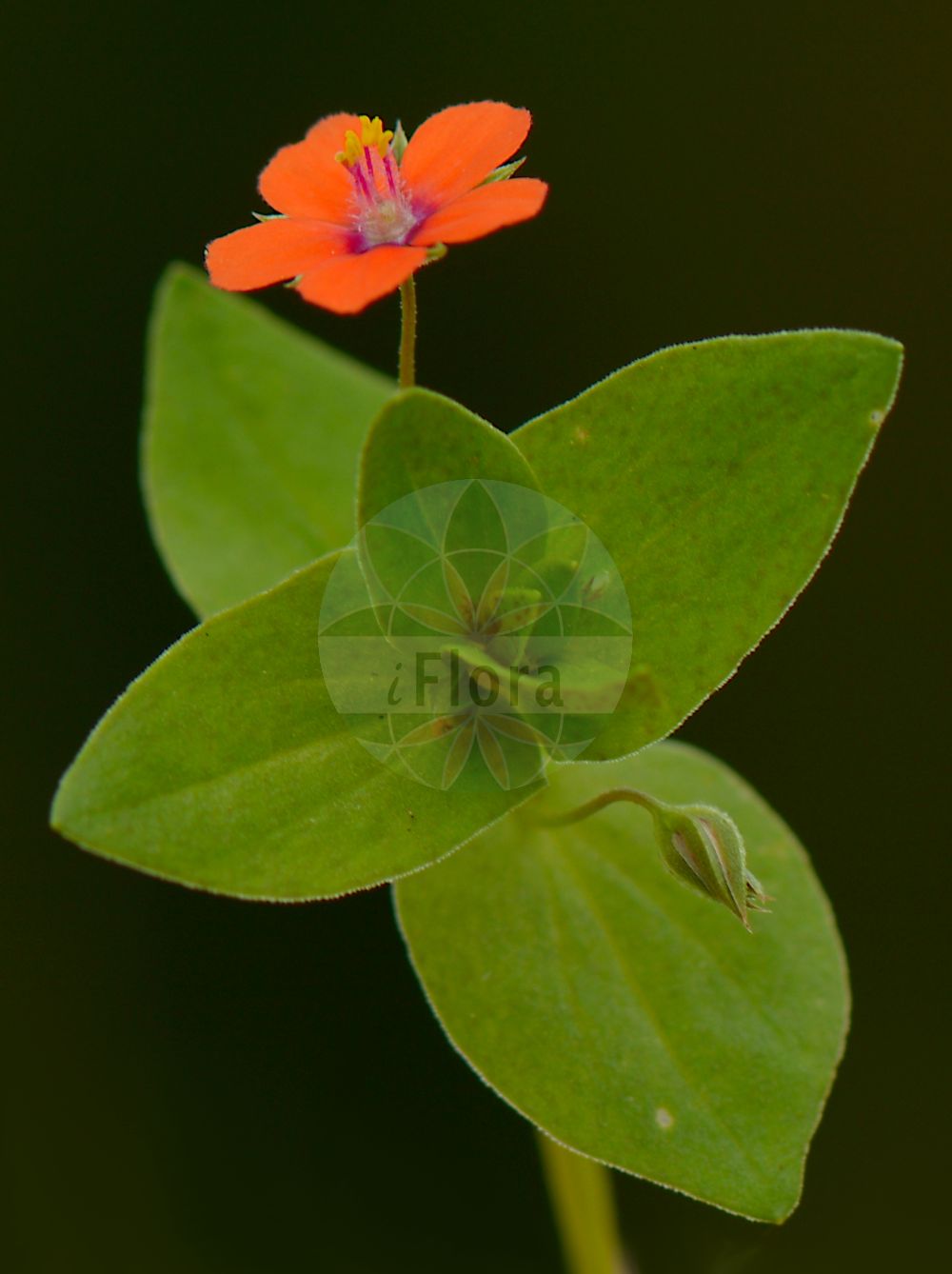Foto von Anagallis arvensis (Acker-Gauchheil - Scarlet Pimpernel). Das Bild zeigt Blatt und Bluete. Das Foto wurde in Laufdorf, Schöffengrund, Lahn-Dill-Kreis, Hessen, Deutschland, Taunus aufgenommen. ---- Photo of Anagallis arvensis (Acker-Gauchheil - Scarlet Pimpernel). The image is showing leaf and flower. The picture was taken in Laufdorf, Schoeffengrund, Lahn-Dill district, Hesse, Germany, Taunus.(Anagallis arvensis,Acker-Gauchheil,Scarlet Pimpernel,Anagallis arvensis,Anagallis caerulea,Anagallis carnea,Anagallis latifolia,Anagallis parviflora,Anagallis phoenicea,Anagallis platyphylla,Lysimachia arvensis,Acker-Gauchheil,Scarlet Pimpernel,Care-all,Common Pimpernel,Poor Man's Barometer,Poor Man's Weather Glass,Red Chickweed,Red Pimpernel,Shepherd's Clock,Shepherd's Weather Glass,Anagallis,Gauchheil,Pimpernel,Primulaceae,Schlüsselblumengewächse,Primrose family,Blatt,Bluete,leaf,flower)