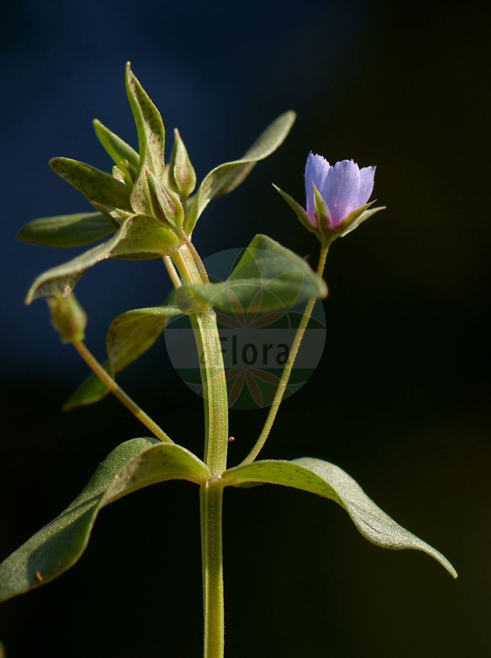 Foto von Anagallis foemina (Blauer Gauchheil - Blue Pimpernel). Das Bild zeigt Blatt und Bluete. Das Foto wurde in Nidderau, Main-Kinzig-Kreis, Hessen, Deutschland aufgenommen. ---- Photo of Anagallis foemina (Blauer Gauchheil - Blue Pimpernel). The image is showing leaf and flower. The picture was taken in Nidderau, Main-Kinzig district, Hesse, Germany.(Anagallis foemina,Blauer Gauchheil,Blue Pimpernel,Anagallis foemina,Blauer Gauchheil,Blue Pimpernel,Poorman's Weatherglass,Anagallis,Gauchheil,Pimpernel,Primulaceae,Schlüsselblumengewächse,Primrose family,Blatt,Bluete,leaf,flower)
