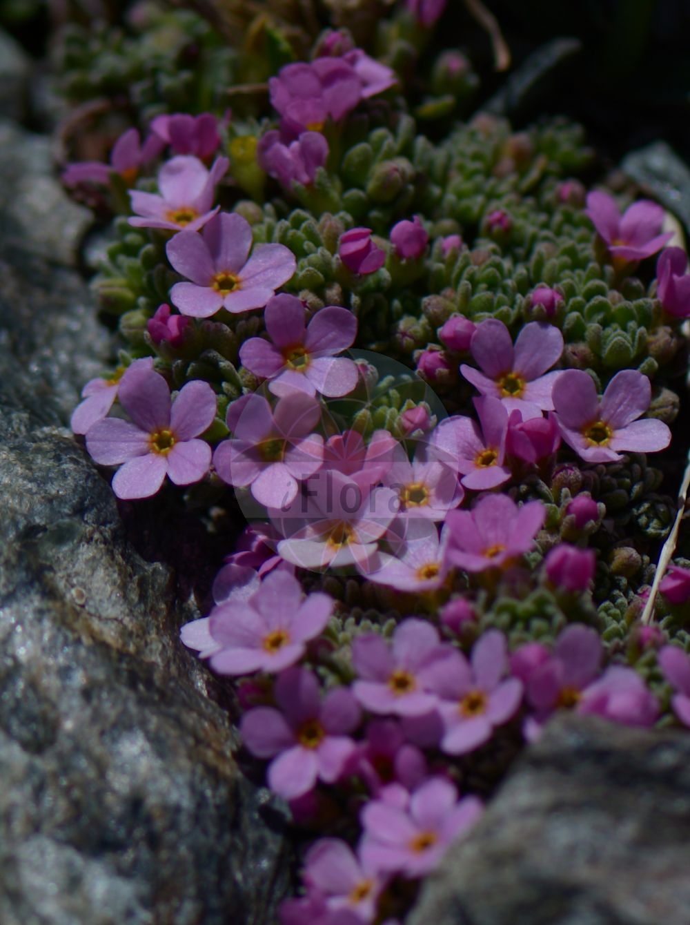 Foto von Androsace alpina. Das Bild zeigt Blatt und Bluete. Das Foto wurde in Stilfserjoch, Bormio, Lombardia, Italien, Alpen aufgenommen. ---- Photo of Androsace alpina. The image is showing leaf and flower. The picture was taken in Stilfserjoch, Bormio, Lombardia, Italy, Alps.(Androsace alpina,Androsace alpina (L.) Lam.,Androsace pedunculata,Androsace tiroliensis,Aretia alpina,Aretia alpina L. subsp.,Androsace alpina,Androsace,Mannsschild,Androsace,Primulaceae,Schlüsselblumengewächse,Primrose family,Blatt,Bluete,leaf,flower)