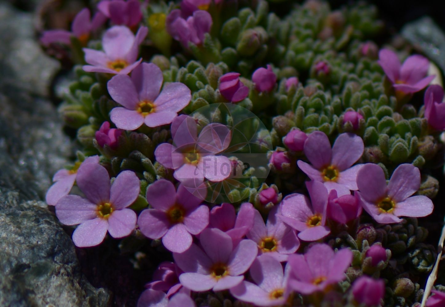 Foto von Androsace alpina. Das Bild zeigt Blatt und Bluete. Das Foto wurde in Stilfserjoch, Bormio, Lombardia, Italien, Alpen aufgenommen. ---- Photo of Androsace alpina. The image is showing leaf and flower. The picture was taken in Stilfserjoch, Bormio, Lombardia, Italy, Alps.(Androsace alpina,Androsace alpina (L.) Lam.,Androsace pedunculata,Androsace tiroliensis,Aretia alpina,Aretia alpina L. subsp.,Androsace alpina,Androsace,Mannsschild,Androsace,Primulaceae,Schlüsselblumengewächse,Primrose family,Blatt,Bluete,leaf,flower)