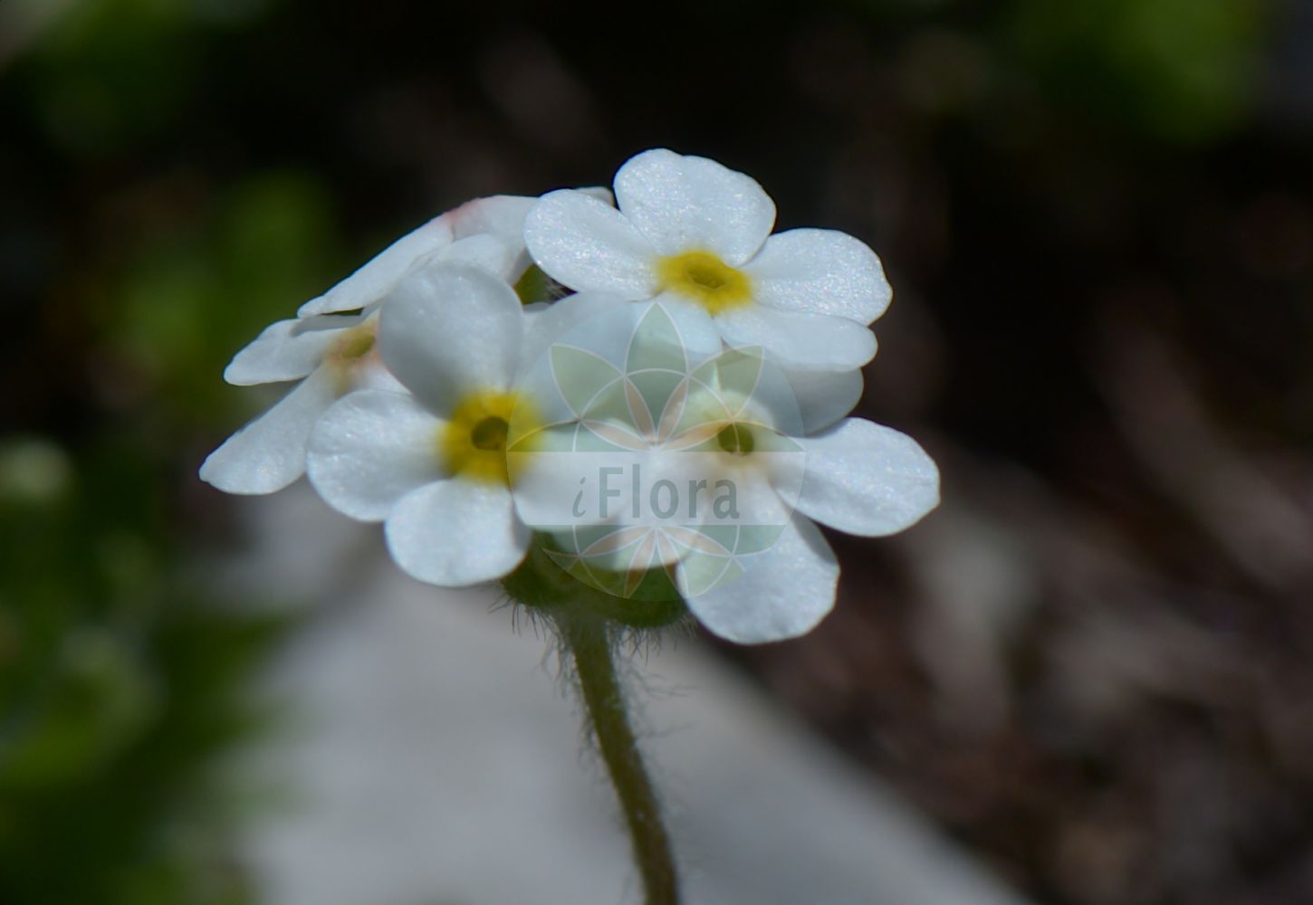 Foto von Androsace chamaejasme (Bewimperter Mannsschild - Ciliate Androsace). Das Bild zeigt Blatt und Bluete. Das Foto wurde in Schachen, Garmisch-Partenkirchen, Bayern, Deutschland, Alpen aufgenommen. ---- Photo of Androsace chamaejasme (Bewimperter Mannsschild - Ciliate Androsace). The image is showing leaf and flower. The picture was taken in Schachen, Garmisch-Partenkirchen, Bavaria, Germany, Alps.(Androsace chamaejasme,Bewimperter Mannsschild,Ciliate Androsace,Androsace bungeana,Androsace chamaejasme,Androsace villosa subsp. chamaejasme,Bewimperter Mannsschild,Niedriger Mannsschild,Zwerg-Mannsschild,Ciliate Androsace,Ciliate Rock-jasmine,Sweetflower Rockjasmine,Androsace,Mannsschild,Androsace,Primulaceae,Schlüsselblumengewächse,Primrose family,Blatt,Bluete,leaf,flower)
