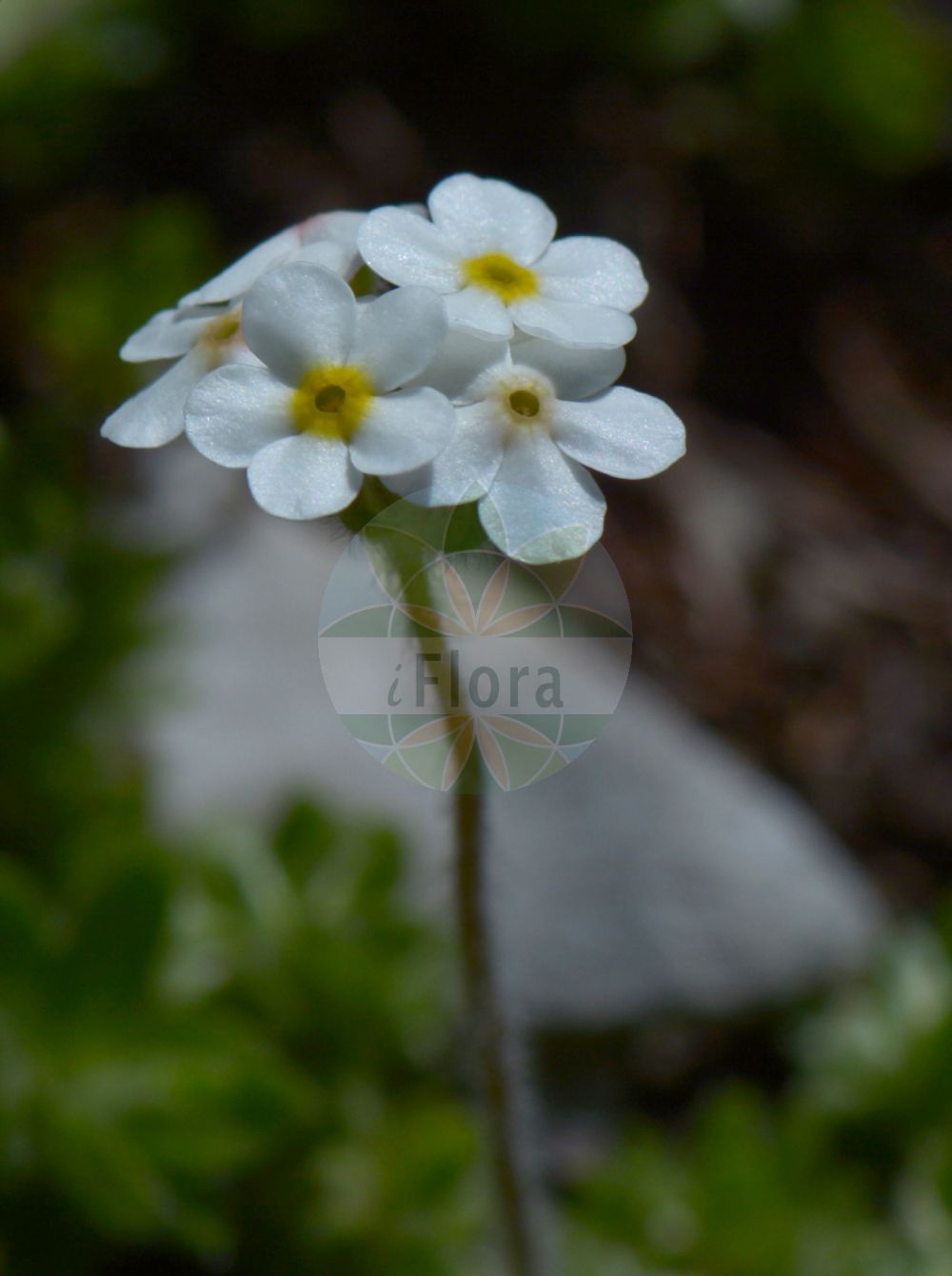 Foto von Androsace chamaejasme (Bewimperter Mannsschild - Ciliate Androsace). Das Bild zeigt Blatt und Bluete. Das Foto wurde in Schachen, Garmisch-Partenkirchen, Bayern, Deutschland, Alpen aufgenommen. ---- Photo of Androsace chamaejasme (Bewimperter Mannsschild - Ciliate Androsace). The image is showing leaf and flower. The picture was taken in Schachen, Garmisch-Partenkirchen, Bavaria, Germany, Alps.(Androsace chamaejasme,Bewimperter Mannsschild,Ciliate Androsace,Androsace bungeana,Androsace chamaejasme,Androsace villosa subsp. chamaejasme,Bewimperter Mannsschild,Niedriger Mannsschild,Zwerg-Mannsschild,Ciliate Androsace,Ciliate Rock-jasmine,Sweetflower Rockjasmine,Androsace,Mannsschild,Androsace,Primulaceae,Schlüsselblumengewächse,Primrose family,Blatt,Bluete,leaf,flower)