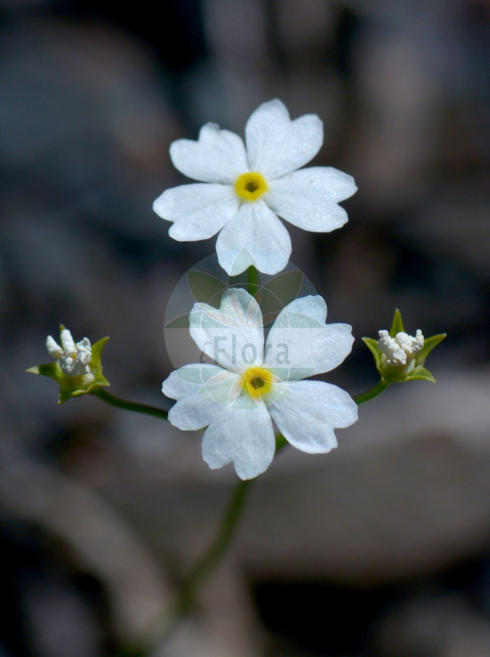 Foto von Androsace lactea (Milchweißer Mannsschild - Milkwhite Androsace). Das Bild zeigt Blatt und Bluete. Das Foto wurde in Oslo, Norwegen aufgenommen. ---- Photo of Androsace lactea (Milchweißer Mannsschild - Milkwhite Androsace). The image is showing leaf and flower. The picture was taken in Oslo, Norway.(Androsace lactea,Milchweißer Mannsschild,Milkwhite Androsace,Androsace lactea,Milchweisser Mannsschild,Milkwhite Androsace,Milkwhite Rock-jasmine,Androsace,Mannsschild,Androsace,Primulaceae,Schlüsselblumengewächse,Primrose family,Blatt,Bluete,leaf,flower)