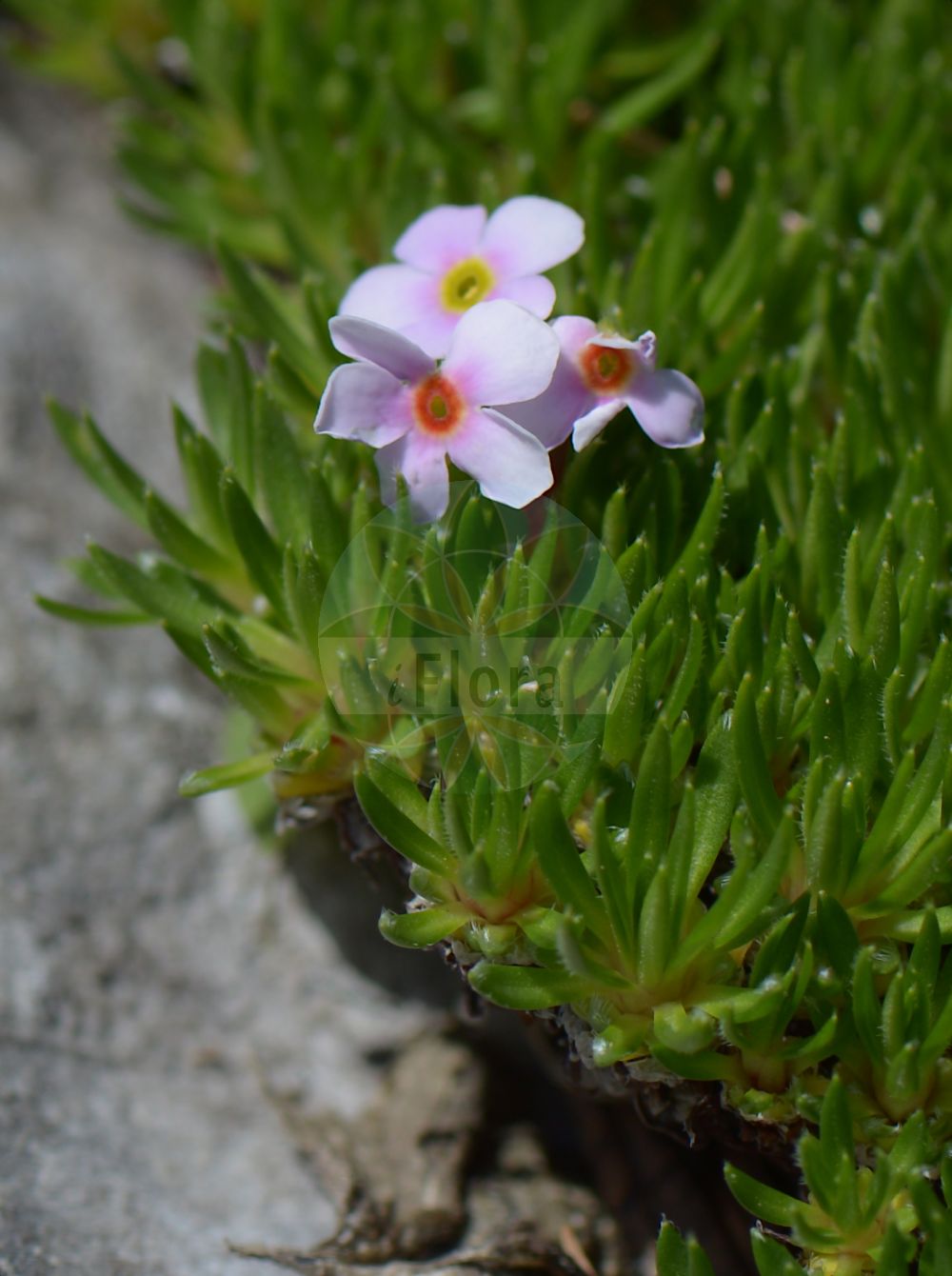 Foto von Androsace nepalensis. Das Bild zeigt Blatt und Bluete. Das Foto wurde in Schachen, Garmisch-Partenkirchen, Bayern, Deutschland, Alpen aufgenommen. ---- Photo of Androsace nepalensis. The image is showing leaf and flower. The picture was taken in Schachen, Garmisch-Partenkirchen, Bavaria, Germany, Alps.(Androsace nepalensis,Androsace,Mannsschild,Androsace,Primulaceae,Schlüsselblumengewächse,Primrose family,Blatt,Bluete,leaf,flower)