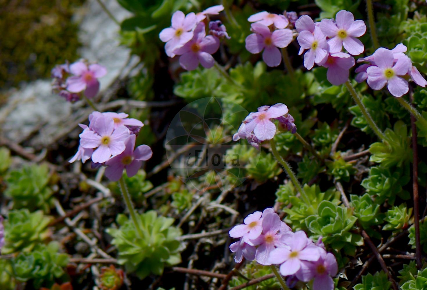 Foto von Androsace sempervivoides. Das Bild zeigt Blatt und Bluete. Das Foto wurde in Schachen, Garmisch-Partenkirchen, Bayern, Deutschland, Alpen aufgenommen. ---- Photo of Androsace sempervivoides. The image is showing leaf and flower. The picture was taken in Schachen, Garmisch-Partenkirchen, Bavaria, Germany, Alps.(Androsace sempervivoides,Androsace,Mannsschild,Androsace,Primulaceae,Schlüsselblumengewächse,Primrose family,Blatt,Bluete,leaf,flower)