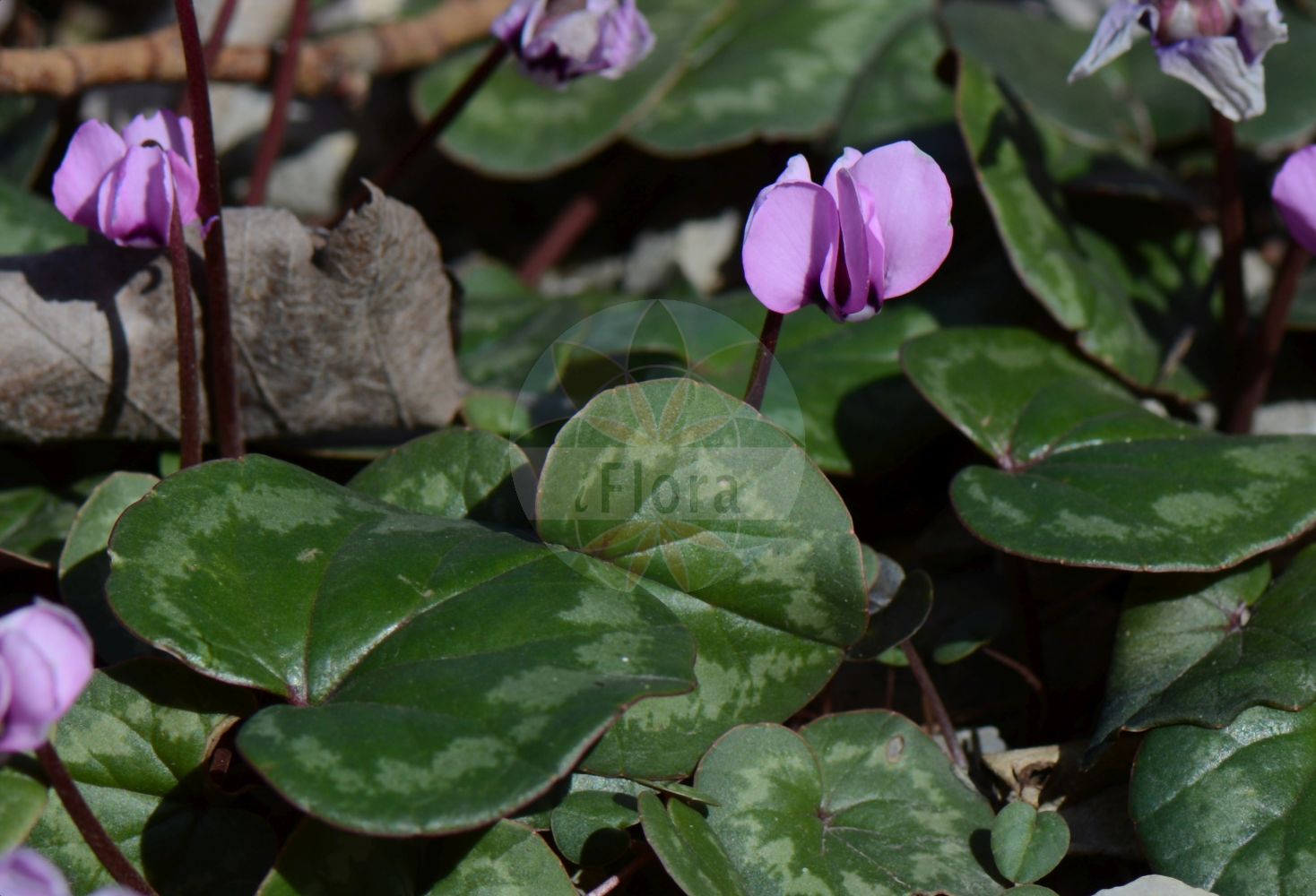 Foto von Cyclamen coum. Das Bild zeigt Blatt und Bluete. Das Foto wurde in Jena, Thüringen, Deutschland aufgenommen. ---- Photo of Cyclamen coum. The image is showing leaf and flower. The picture was taken in Jena, Thuringia, Germany.(Cyclamen coum,Cyclamen coum,Cyclamen durostoricum,Cyclamen vernum,Cyclamen,Alpenveilchen,Primulaceae,Schlüsselblumengewächse,Primrose family,Blatt,Bluete,leaf,flower)