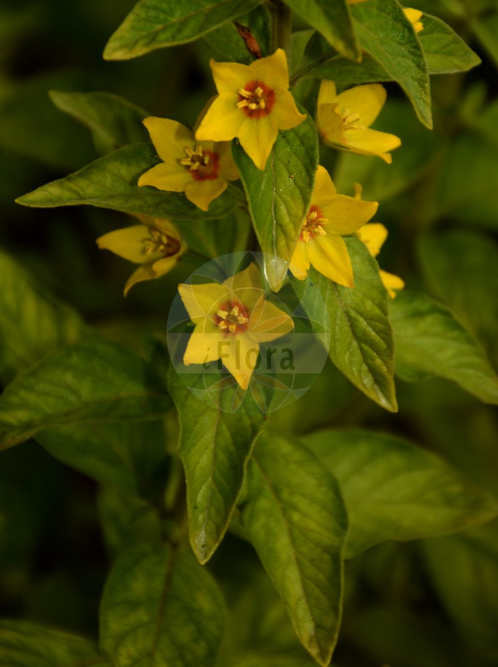 Foto von Lysimachia punctata (Drüsiger Gilbweiderich - Dotted Loosestrife). Das Bild zeigt Bluete. Das Foto wurde in Jardin des Plantes, Paris, Frankreich aufgenommen. ---- Photo of Lysimachia punctata (Drüsiger Gilbweiderich - Dotted Loosestrife). The image is showing flower. The picture was taken in Jardin des Plantes, Paris, France.(Lysimachia punctata,Drüsiger Gilbweiderich,Dotted Loosestrife,Lysimachia punctata,Lysimachia verticillaris,Lysimachia verticillata,Druesiger Gilbweiderich,Tuepfelstern,Dotted Loosestrife,Large Yellow Loosestrife,Dotted Loosestrif,Lysimachia,Gilbweiderich,Yellow Loosestrife,Primulaceae,Schlüsselblumengewächse,Primrose family,Bluete,flower)