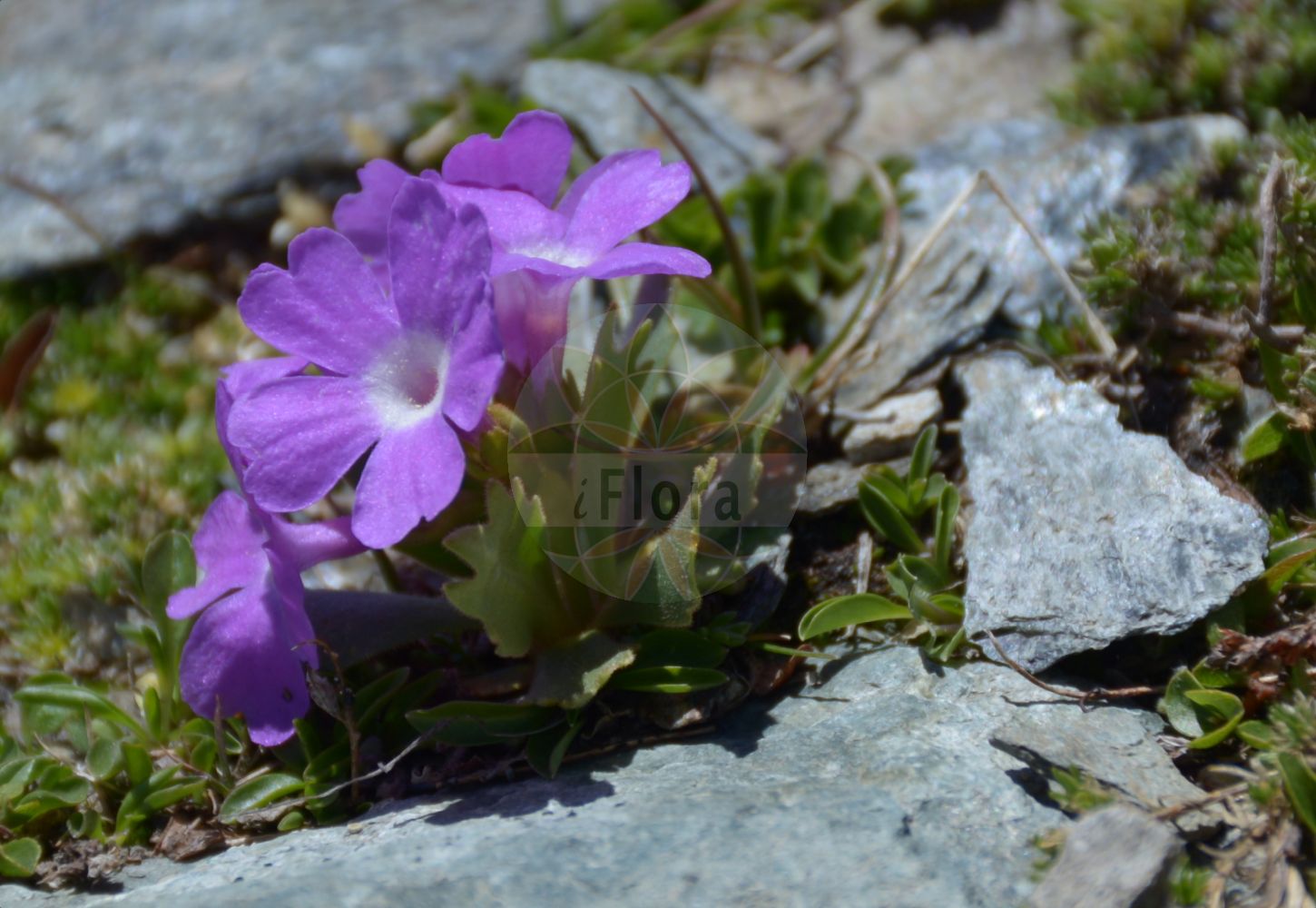 Foto von Primula hirsuta (Behaarte Schlüsselblume - Hairy Primrose). Das Bild zeigt Blatt und Bluete. Das Foto wurde in Stilfserjoch, Bormio, Lombardia, Italien, Alpen aufgenommen. ---- Photo of Primula hirsuta (Behaarte Schlüsselblume - Hairy Primrose). The image is showing leaf and flower. The picture was taken in Stilfserjoch, Bormio, Lombardia, Italy, Alps.(Primula hirsuta,Behaarte Schlüsselblume,Hairy Primrose,Primula hirsuta,Primula rubra,Behaarte Schluesselblume,Druesige Schluesselblume,Hairy Primrose,Red Alpine Primrose,Primula,Schlüsselblume,Primrose,Primulaceae,Schlüsselblumengewächse,Primrose family,Blatt,Bluete,leaf,flower)