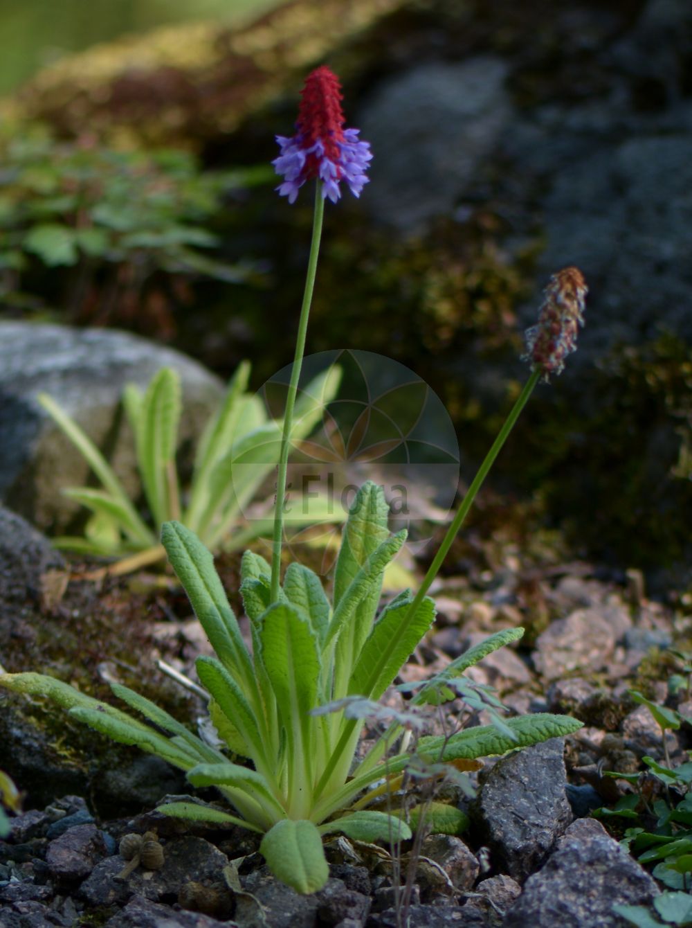 Foto von Primula vialii. Das Bild zeigt Blatt und Bluete. Das Foto wurde in Jena, Thüringen, Deutschland aufgenommen. ---- Photo of Primula vialii. The image is showing leaf and flower. The picture was taken in Jena, Thuringia, Germany.(Primula vialii,Primula,Schlüsselblume,Primrose,Primulaceae,Schlüsselblumengewächse,Primrose family,Blatt,Bluete,leaf,flower)