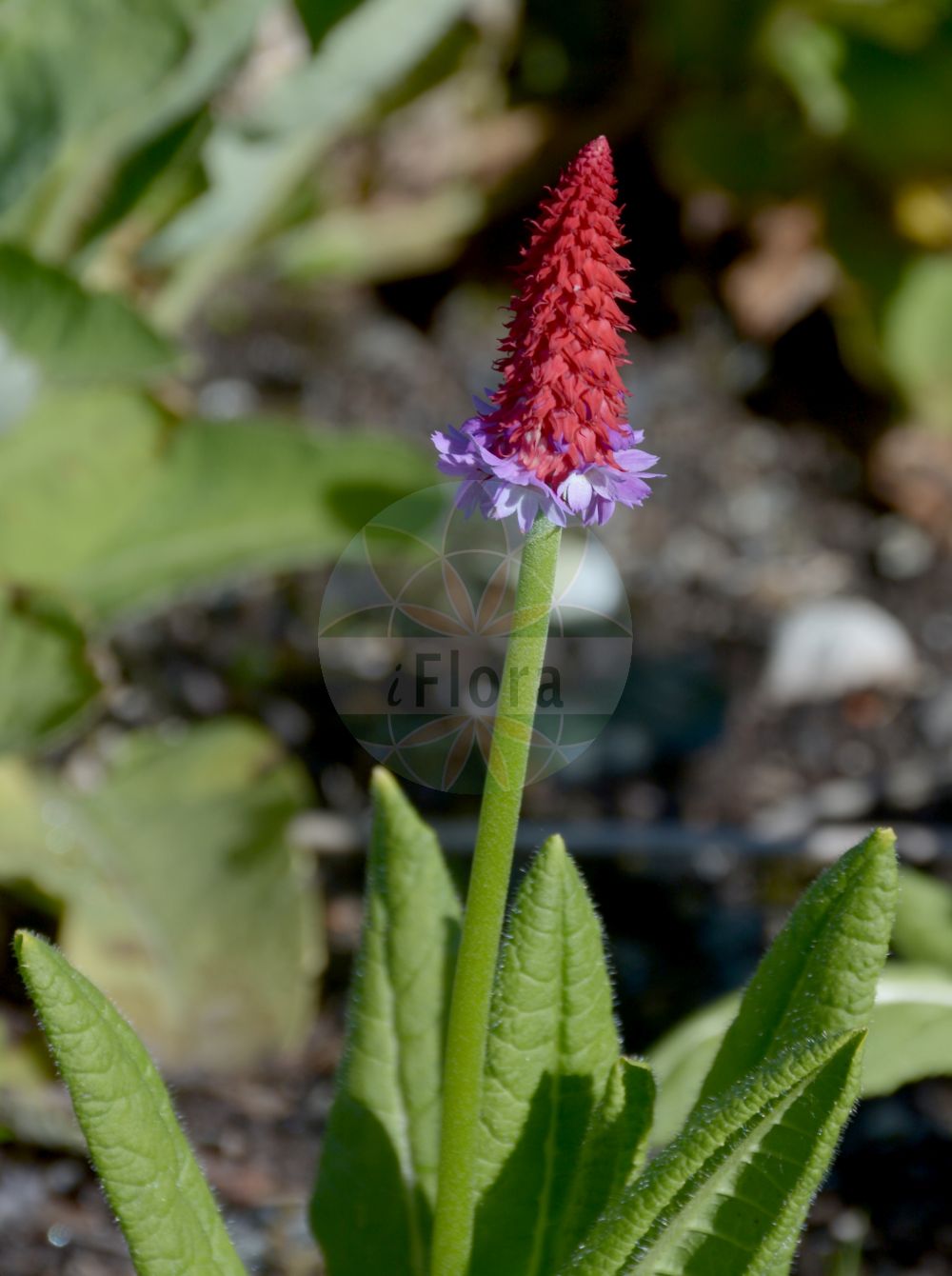 Foto von Primula vialii. Das Bild zeigt Blatt und Bluete. Das Foto wurde in Bergen, Norwegen aufgenommen. ---- Photo of Primula vialii. The image is showing leaf and flower. The picture was taken in Bergen, Norway.(Primula vialii,Primula,Schlüsselblume,Primrose,Primulaceae,Schlüsselblumengewächse,Primrose family,Blatt,Bluete,leaf,flower)