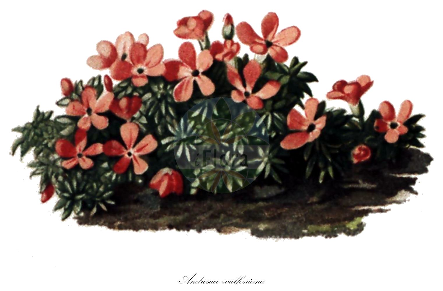 Historische Abbildung von Androsace wulfeniana. Das Bild zeigt Blatt, Bluete, Frucht und Same. ---- Historical Drawing of Androsace wulfeniana. The image is showing leaf, flower, fruit and seed.(Androsace wulfeniana,Androsace wulfeniana,Aretia wulfeniana,Aretia wulfeniana (W. D.,Androsace,Mannsschild,Androsace,Primulaceae,Schlüsselblumengewächse,Primrose family,Blatt,Bluete,Frucht,Same,leaf,flower,fruit,seed,Seboth & Graf (1879-1884))