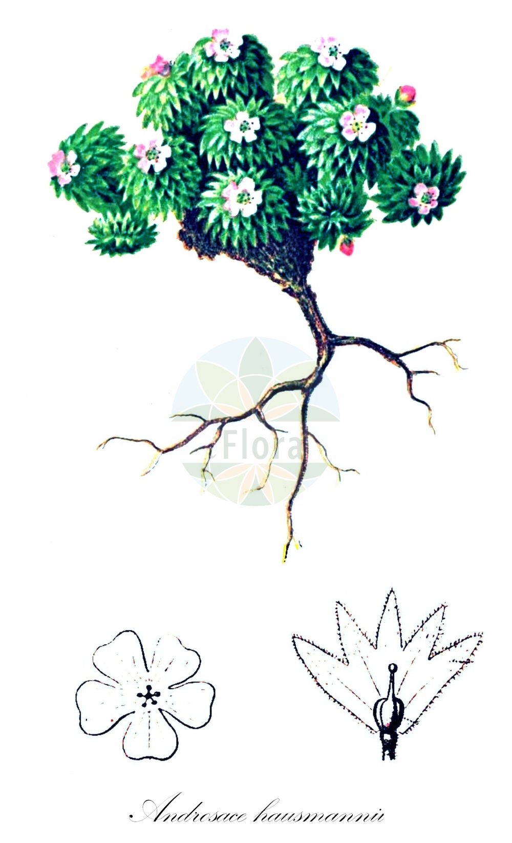 Historische Abbildung von Androsace hausmannii (Dolomiten-Mannsschild - Hausmann's Androsace). Das Bild zeigt Blatt, Bluete, Frucht und Same. ---- Historical Drawing of Androsace hausmannii (Dolomiten-Mannsschild - Hausmann's Androsace). The image is showing leaf, flower, fruit and seed.(Androsace hausmannii,Dolomiten-Mannsschild,Hausmann's Androsace,Androsace hausmannii,Aretia hausmannii,Dolomiten-Mannsschild,Hausmann's Androsace,Androsace,Mannsschild,Androsace,Primulaceae,Schlüsselblumengewächse,Primrose family,Blatt,Bluete,Frucht,Same,leaf,flower,fruit,seed,Hartinger & von Dalla Torre (1806f))