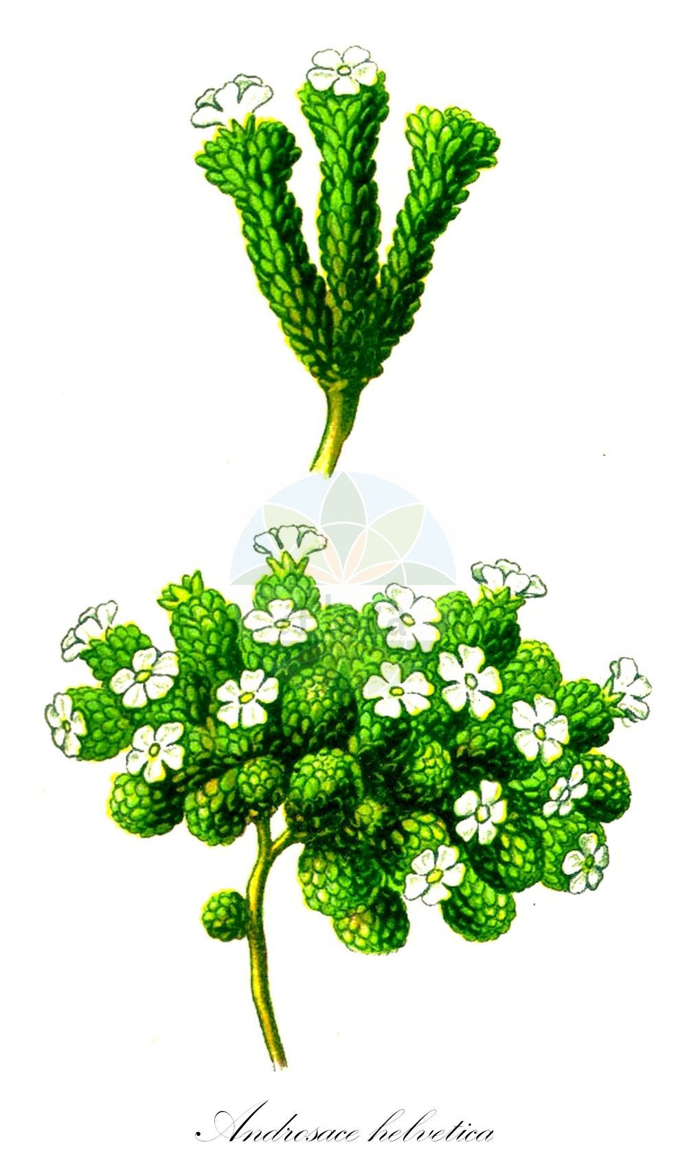 Historische Abbildung von Androsace helvetica (Schweizer Mannsschild - Swiss Androsace). Das Bild zeigt Blatt, Bluete, Frucht und Same. ---- Historical Drawing of Androsace helvetica (Schweizer Mannsschild - Swiss Androsace). The image is showing leaf, flower, fruit and seed.(Androsace helvetica,Schweizer Mannsschild,Swiss Androsace,Androsace helvetica,Androsace imbricata,Aretia helvetica,Diapensia helvetica,Schweizer Mannsschild,Swiss Androsace,Androsace,Mannsschild,Androsace,Primulaceae,Schlüsselblumengewächse,Primrose family,Blatt,Bluete,Frucht,Same,leaf,flower,fruit,seed,Thomé (1885))