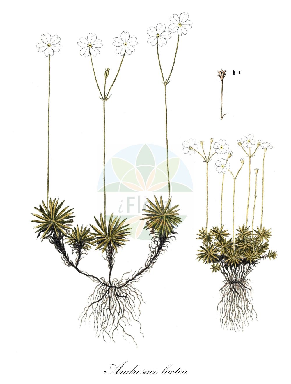 Historische Abbildung von Androsace lactea (Milchweißer Mannsschild - Milkwhite Androsace). Das Bild zeigt Blatt, Bluete, Frucht und Same. ---- Historical Drawing of Androsace lactea (Milchweißer Mannsschild - Milkwhite Androsace). The image is showing leaf, flower, fruit and seed.(Androsace lactea,Milchweißer Mannsschild,Milkwhite Androsace,Androsace lactea,Milchweisser Mannsschild,Milkwhite Androsace,Milkwhite Rock-jasmine,Androsace,Mannsschild,Androsace,Primulaceae,Schlüsselblumengewächse,Primrose family,Blatt,Bluete,Frucht,Same,leaf,flower,fruit,seed)