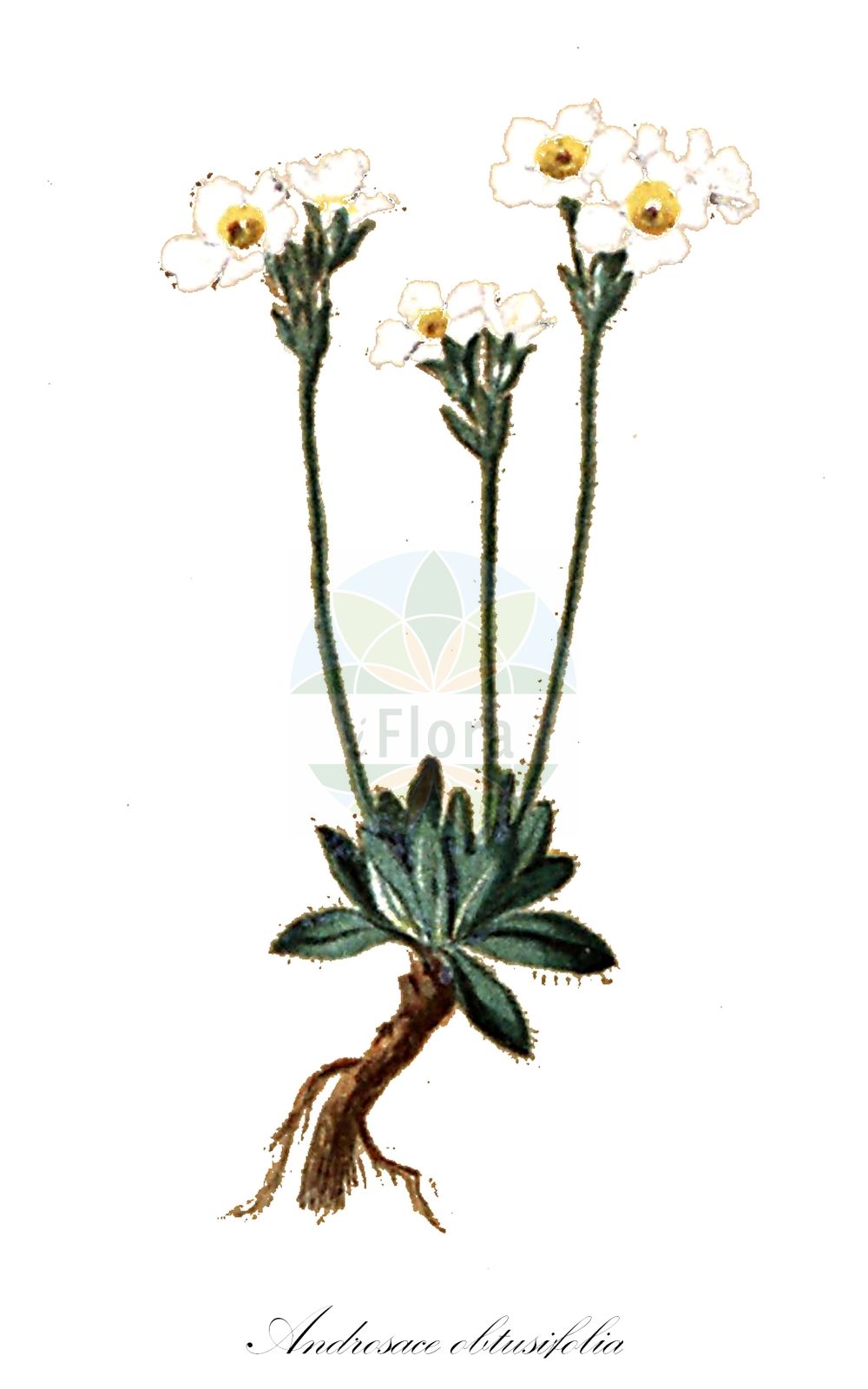 Historische Abbildung von Androsace obtusifolia (Stumpfblättriger Mannsschild - Blunt-leaved Androsace). Das Bild zeigt Blatt, Bluete, Frucht und Same. ---- Historical Drawing of Androsace obtusifolia (Stumpfblättriger Mannsschild - Blunt-leaved Androsace). The image is showing leaf, flower, fruit and seed.(Androsace obtusifolia,Stumpfblättriger Mannsschild,Blunt-leaved Androsace,Androsace obtusifolia,Stumpfblaettriger Mannsschild,Blunt-leaved Androsace,Blunt-leaved Rock-Jasmine,Androsace,Mannsschild,Androsace,Primulaceae,Schlüsselblumengewächse,Primrose family,Blatt,Bluete,Frucht,Same,leaf,flower,fruit,seed,Seboth & Graf (1879-1884))