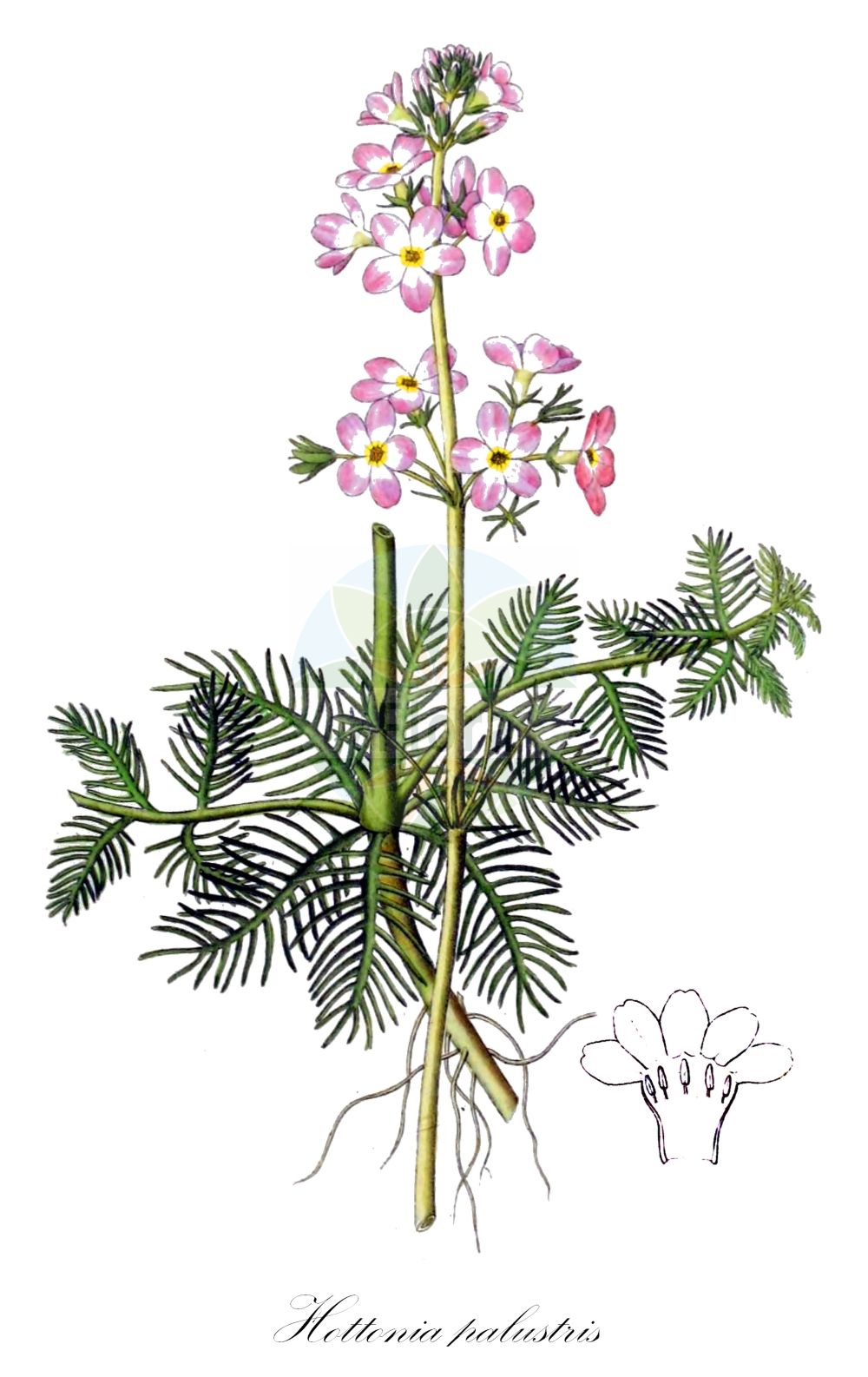 Historische Abbildung von Hottonia palustris (Europäische Wasserfeder - Water-violet). Das Bild zeigt Blatt, Bluete, Frucht und Same. ---- Historical Drawing of Hottonia palustris (Europäische Wasserfeder - Water-violet). The image is showing leaf, flower, fruit and seed.(Hottonia palustris,Europäische Wasserfeder,Water-violet,Hottonia palustris,Europaeische Wasserfeder,Sumpf-Wasserfeder,Wasserprimel,Water-violet,Featherfoil,Hottonia,Wasserfeder,Water-violet,Primulaceae,Schlüsselblumengewächse,Primrose family,Blatt,Bluete,Frucht,Same,leaf,flower,fruit,seed,Dietrich (1833-1844))