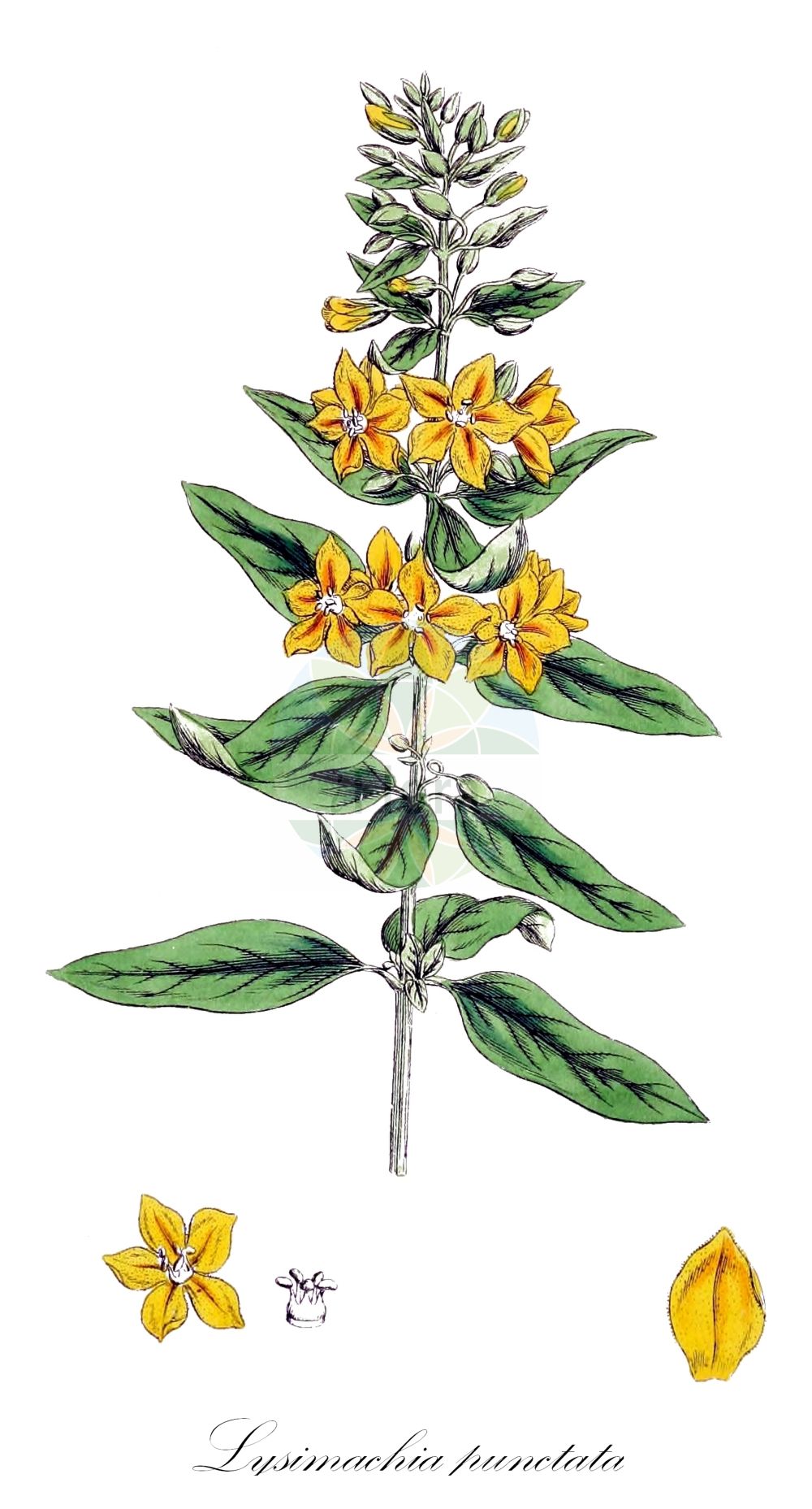 Historische Abbildung von Lysimachia punctata (Drüsiger Gilbweiderich - Dotted Loosestrife). Das Bild zeigt Blatt, Bluete, Frucht und Same. ---- Historical Drawing of Lysimachia punctata (Drüsiger Gilbweiderich - Dotted Loosestrife). The image is showing leaf, flower, fruit and seed.(Lysimachia punctata,Drüsiger Gilbweiderich,Dotted Loosestrife,Lysimachia punctata,Lysimachia verticillaris,Lysimachia verticillata,Druesiger Gilbweiderich,Tuepfelstern,Dotted Loosestrife,Large Yellow Loosestrife,Dotted Loosestrif,Lysimachia,Gilbweiderich,Yellow Loosestrife,Primulaceae,Schlüsselblumengewächse,Primrose family,Blatt,Bluete,Frucht,Same,leaf,flower,fruit,seed,Sowerby (1790-1813))