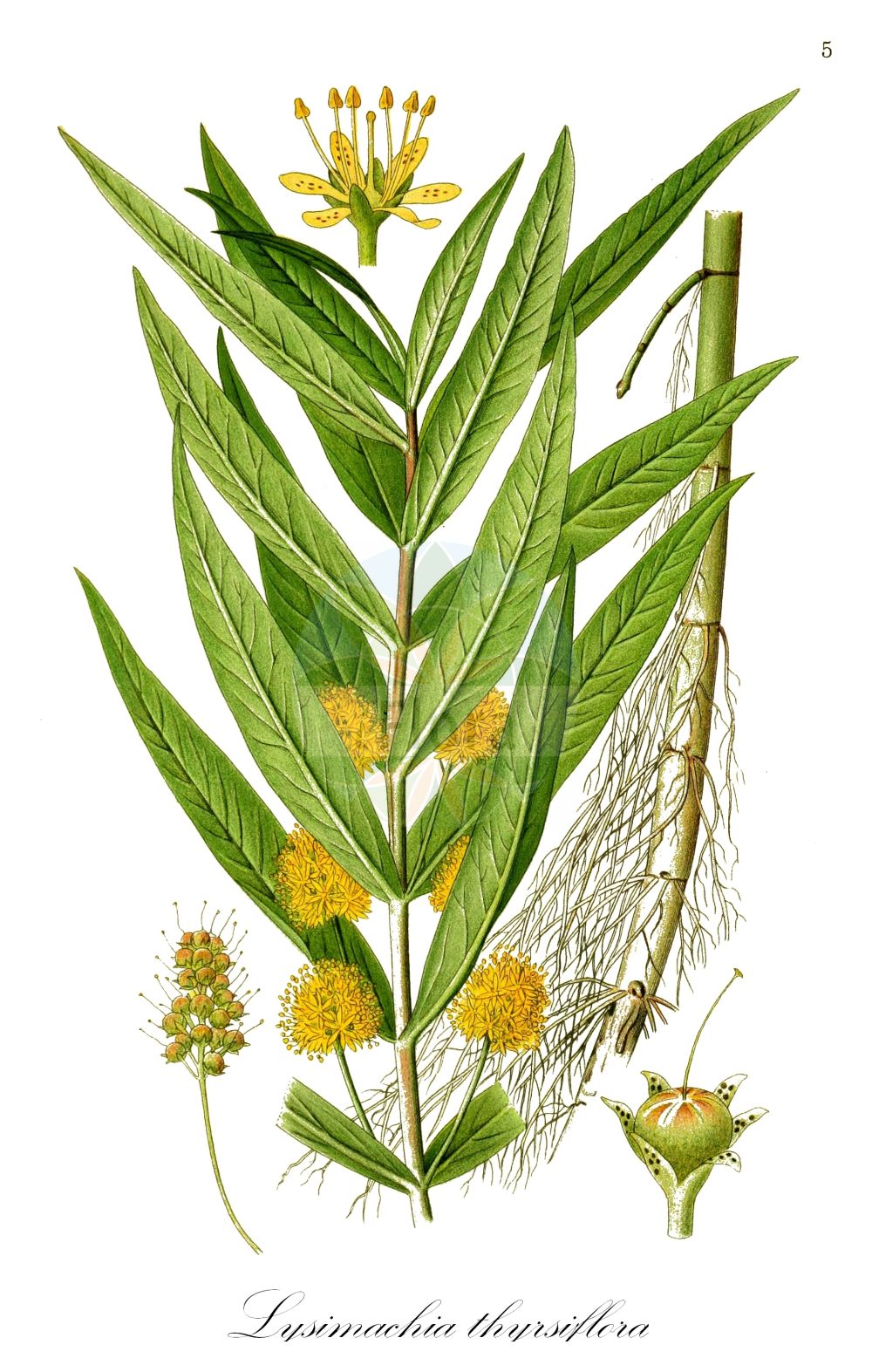 Historische Abbildung von Lysimachia thyrsiflora (Straußblütiger Gilbweiderich - Tufted Loosestrife). Das Bild zeigt Blatt, Bluete, Frucht und Same. ---- Historical Drawing of Lysimachia thyrsiflora (Straußblütiger Gilbweiderich - Tufted Loosestrife). The image is showing leaf, flower, fruit and seed.(Lysimachia thyrsiflora,Straußblütiger Gilbweiderich,Tufted Loosestrife,Lysimachia thyrsiflora,Naumburgia thyrsiflora,Straussbluetiger Gilbweiderich,Strauss-Gilbweiderich,Tufted Loosestrife,Tufted Loosestrif,Lysimachia,Gilbweiderich,Yellow Loosestrife,Primulaceae,Schlüsselblumengewächse,Primrose family,Blatt,Bluete,Frucht,Same,leaf,flower,fruit,seed,Lindman (1901-1905))