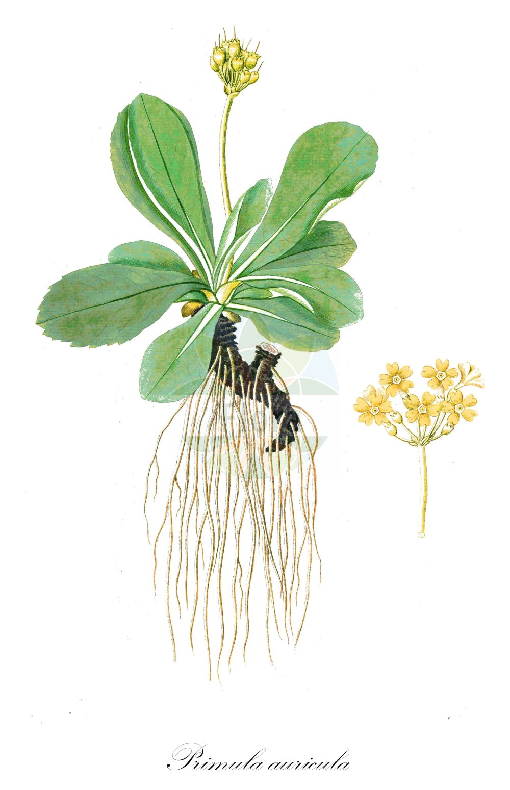 Historische Abbildung von Primula auricula (Alpen-Aurikel - Auricula). Das Bild zeigt Blatt, Bluete, Frucht und Same. ---- Historical Drawing of Primula auricula (Alpen-Aurikel - Auricula). The image is showing leaf, flower, fruit and seed.(Primula auricula,Alpen-Aurikel,Auricula,Primula auricula,Primula balbisii,Primula ciliata,Alpen-Aurikel,Platenigl,Auricula,Bear's Ear,Mountain Cowslip,Garden Auricula,Primula,Schlüsselblume,Primrose,Primulaceae,Schlüsselblumengewächse,Primrose family,Blatt,Bluete,Frucht,Same,leaf,flower,fruit,seed)