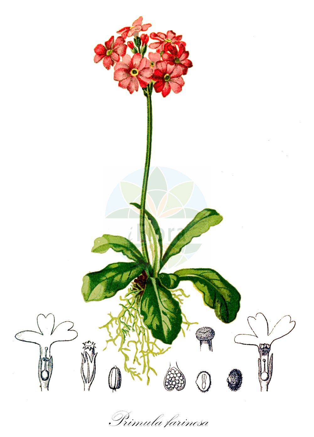 Historische Abbildung von Primula farinosa (Mehlige Schlüsselblume - Bird's-eye Primrose). Das Bild zeigt Blatt, Bluete, Frucht und Same. ---- Historical Drawing of Primula farinosa (Mehlige Schlüsselblume - Bird's-eye Primrose). The image is showing leaf, flower, fruit and seed.(Primula farinosa,Mehlige Schlüsselblume,Bird's-eye Primrose,Primula farinosa,Mehlige Schluesselblume,Mehl-Schluesselblume,Bird's-eye Primrose,Birdeye Primrose,Primula,Schlüsselblume,Primrose,Primulaceae,Schlüsselblumengewächse,Primrose family,Blatt,Bluete,Frucht,Same,leaf,flower,fruit,seed,Hartinger & von Dalla Torre (1806f))