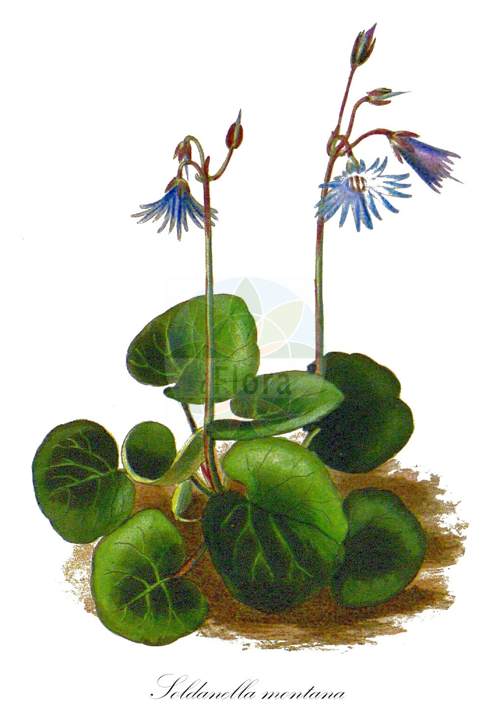 Historische Abbildung von Soldanella montana (Berg-Alpenglöckchen - Mountain Snowbell). Das Bild zeigt Blatt, Bluete, Frucht und Same. ---- Historical Drawing of Soldanella montana (Berg-Alpenglöckchen - Mountain Snowbell). The image is showing leaf, flower, fruit and seed.(Soldanella montana,Berg-Alpenglöckchen,Mountain Snowbell,Soldanella montana,Soldanella montana Willd. subsp.,Berg-Alpengloeckchen,Mountain Snowbell,Mountain Tassel-flower,Soldanella,Alpenglöckchen,Snowbell,Primulaceae,Schlüsselblumengewächse,Primrose family,Blatt,Bluete,Frucht,Same,leaf,flower,fruit,seed)