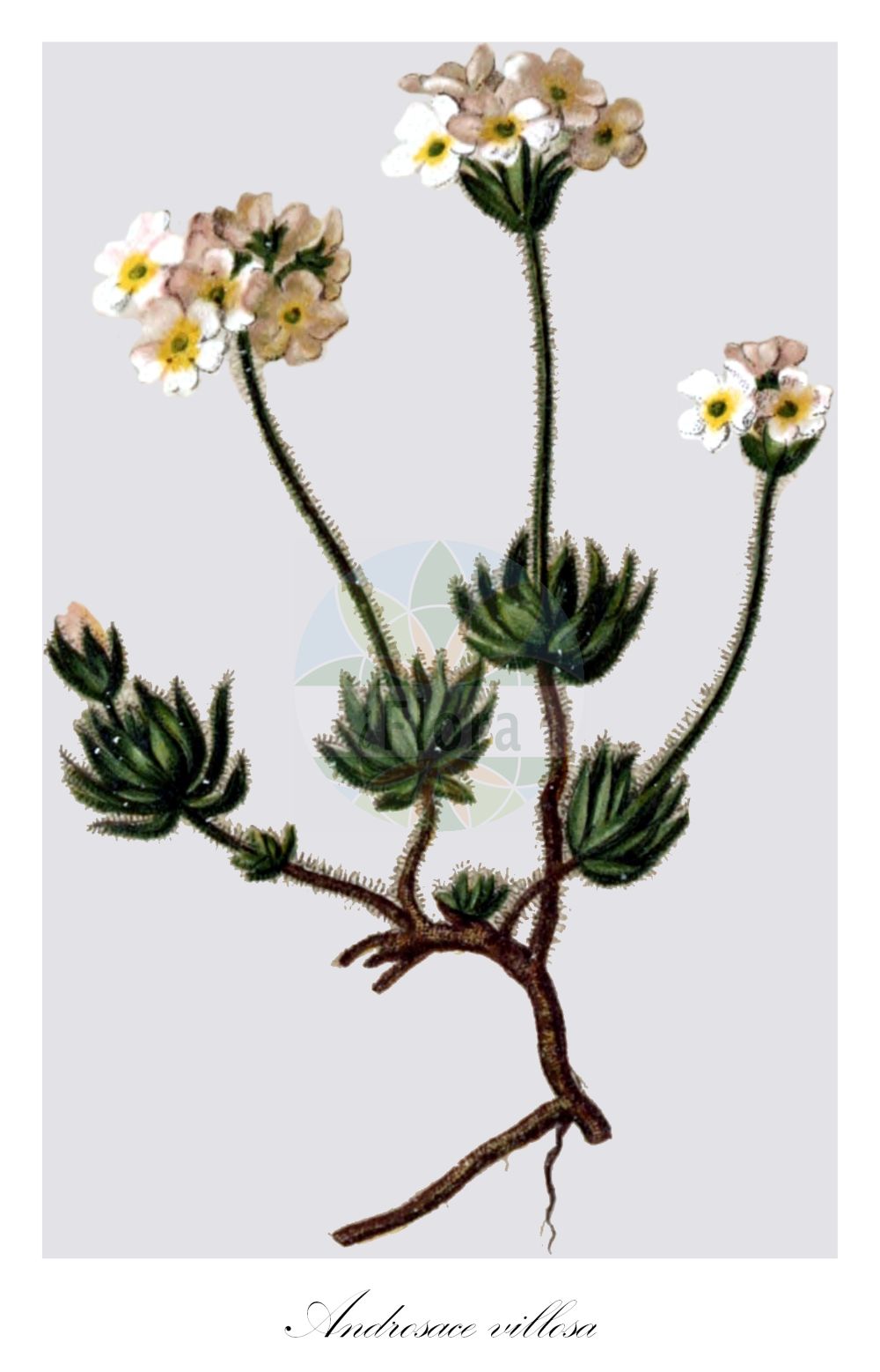 Historische Abbildung von Androsace villosa. Das Bild zeigt Blatt, Bluete, Frucht und Same. ---- Historical Drawing of Androsace villosa. The image is showing leaf, flower, fruit and seed.(Androsace villosa,Androsace arachnoidea,Androsace koso-poljanskii,Androsace penicillata,Androsace taurica,Androsace villosa,Androsace villosa subsp. arachnoidea,Androsace,Mannsschild,Androsace,Primulaceae,Schlüsselblumengewächse,Primrose family,Blatt,Bluete,Frucht,Same,leaf,flower,fruit,seed,Hartinger & von Dalla Torre (1806f))