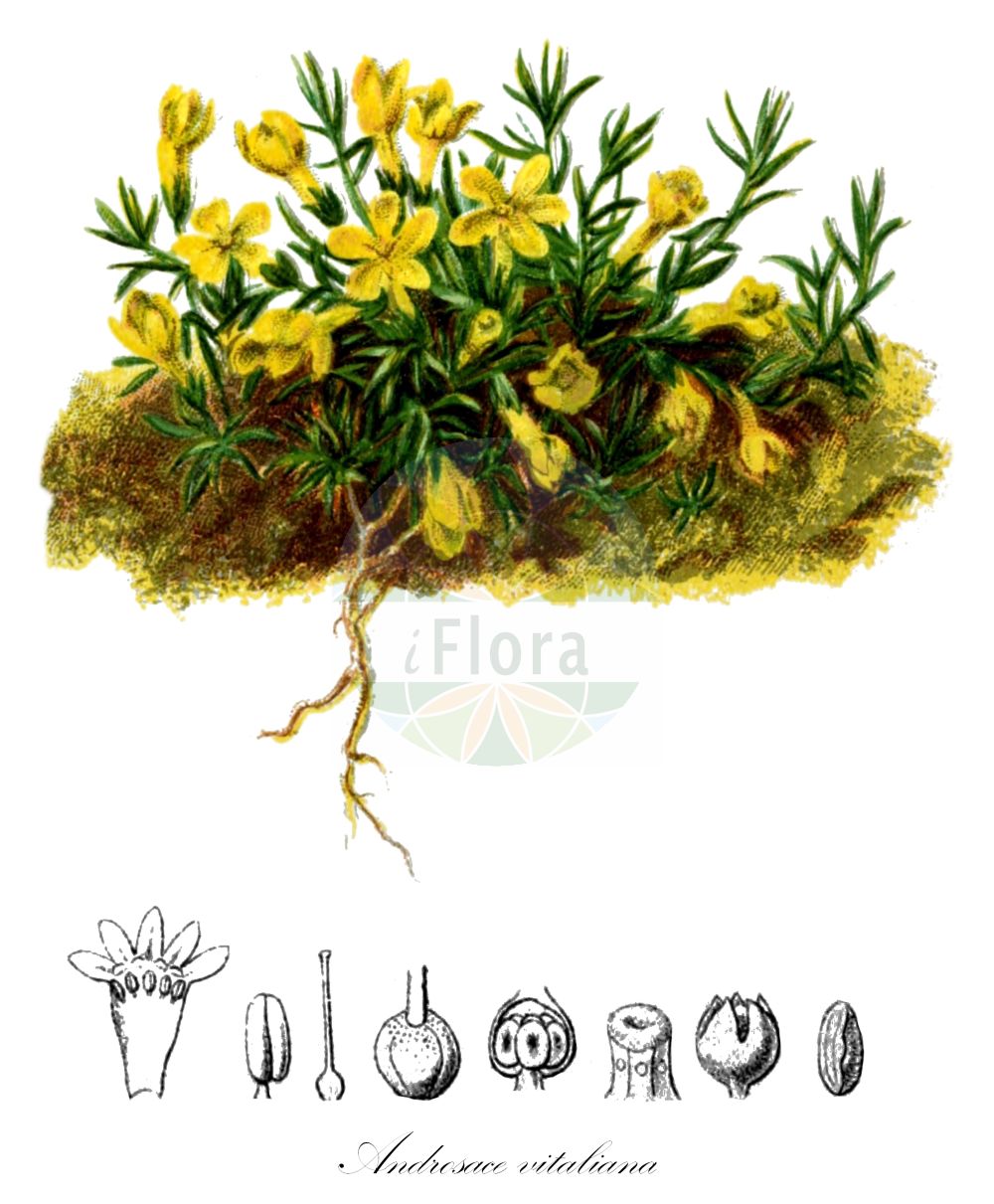 Historische Abbildung von Androsace vitaliana. Das Bild zeigt Blatt, Bluete, Frucht und Same. ---- Historical Drawing of Androsace vitaliana. The image is showing leaf, flower, fruit and seed.(Androsace vitaliana,Douglasia vitaliana,Gregoria vitaliana,Primula vitaliana,Vitaliana primuliflora,Androsace vitaliana,Androsace,Mannsschild,Androsace,Primulaceae,Schlüsselblumengewächse,Primrose family,Blatt,Bluete,Frucht,Same,leaf,flower,fruit,seed,Hartinger & von Dalla Torre (1806f))