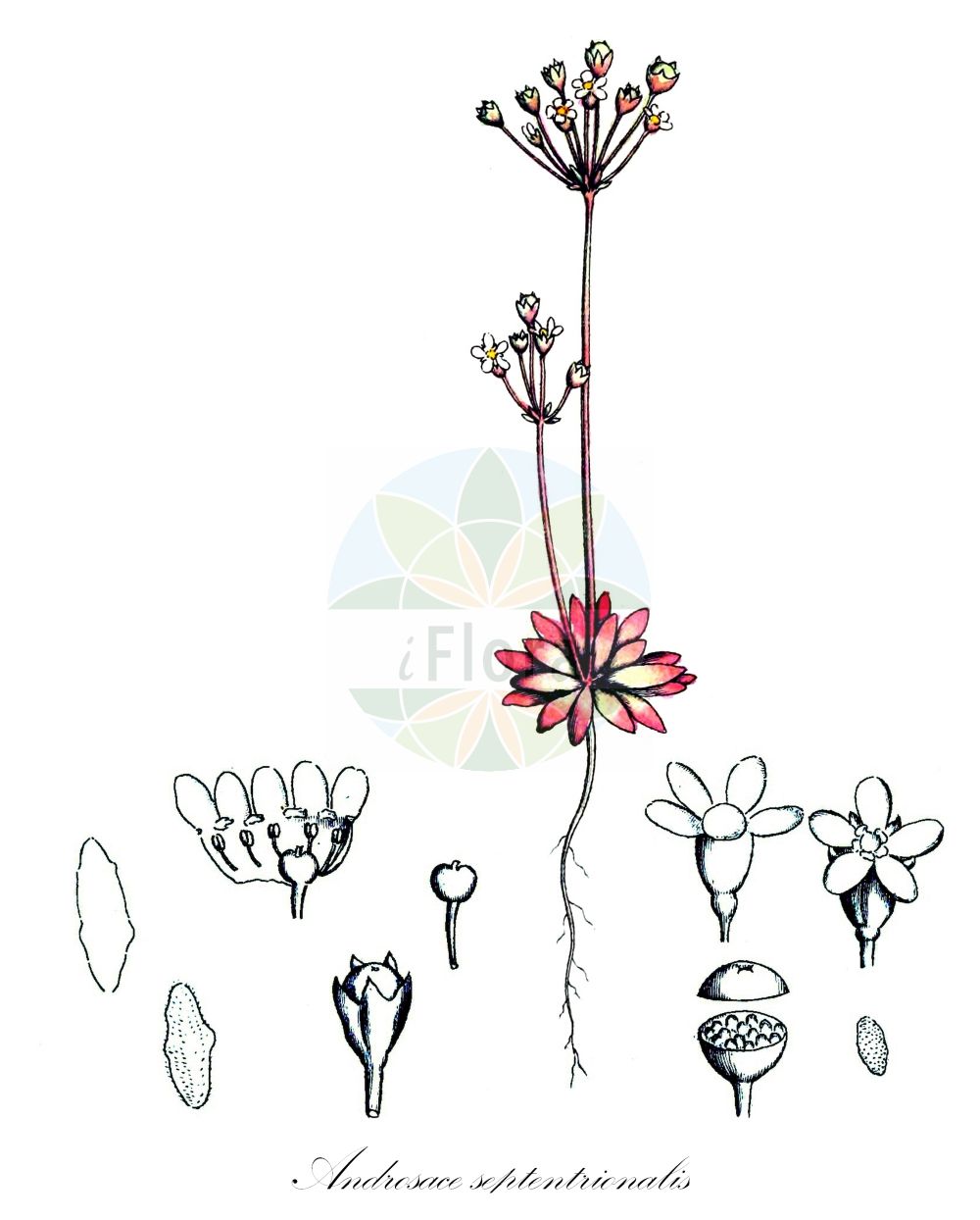 Historische Abbildung von Androsace septentrionalis (Nördlicher Mannsschild - Northern Androsace). Das Bild zeigt Blatt, Bluete, Frucht und Same. ---- Historical Drawing of Androsace septentrionalis (Nördlicher Mannsschild - Northern Androsace). The image is showing leaf, flower, fruit and seed.(Androsace septentrionalis,Nördlicher Mannsschild,Northern Androsace,Androsace septentrionalis,Noerdlicher Mannsschild,Northern Androsace,Pygmyflower Rockjasmine,Northern Rock Jasmine,Androsace,Mannsschild,Androsace,Primulaceae,Schlüsselblumengewächse,Primrose family,Blatt,Bluete,Frucht,Same,leaf,flower,fruit,seed,Svensk Botanik (Svensk Botanik))