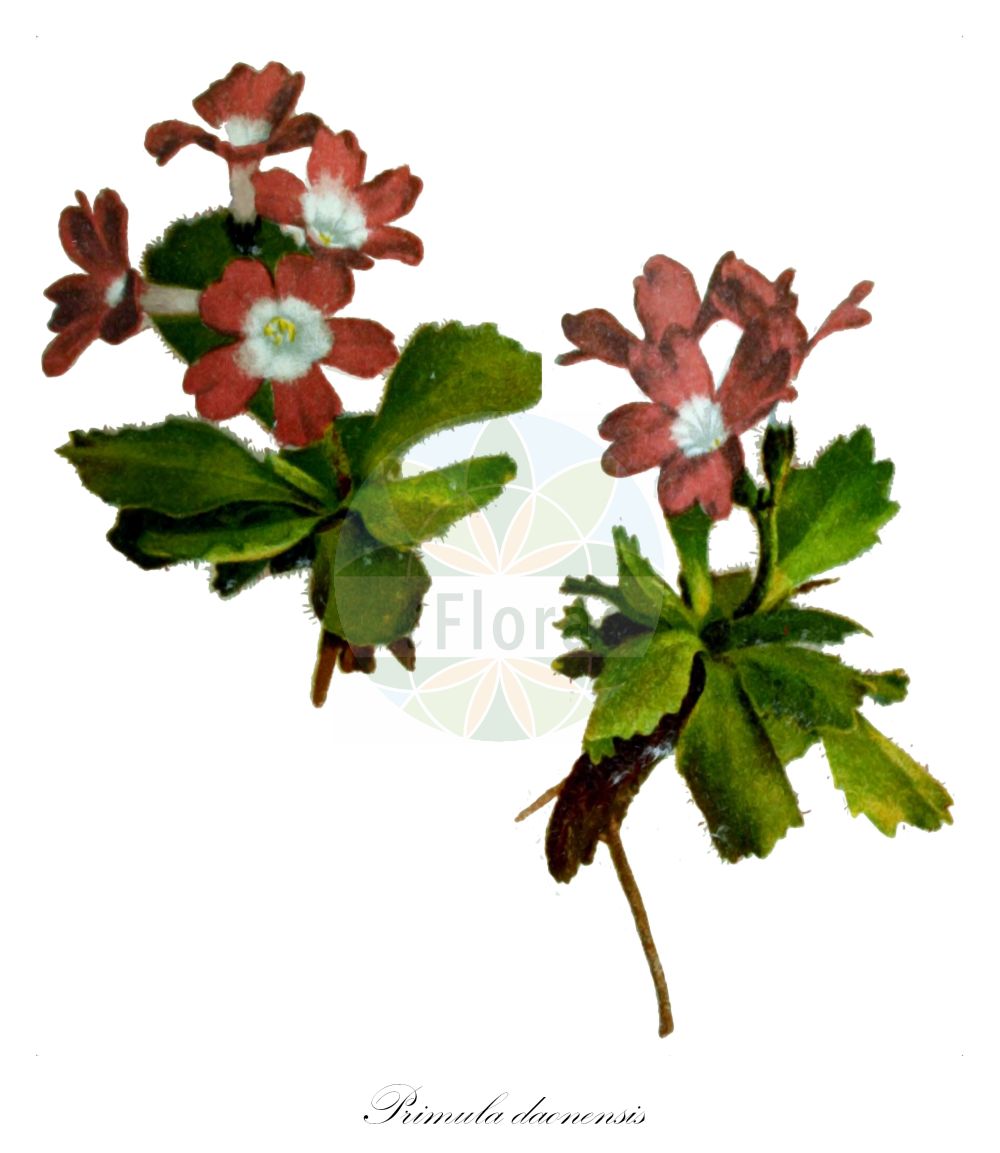 Historische Abbildung von Primula daonensis. Das Bild zeigt Blatt, Bluete, Frucht und Same. ---- Historical Drawing of Primula daonensis. The image is showing leaf, flower, fruit and seed.(Primula daonensis,Primula daonensis,Primula oenensis,Primula villosa var. daonensis,Primula,Schlüsselblume,Primrose,Primulaceae,Schlüsselblumengewächse,Primrose family,Blatt,Bluete,Frucht,Same,leaf,flower,fruit,seed,Correvon (1899))