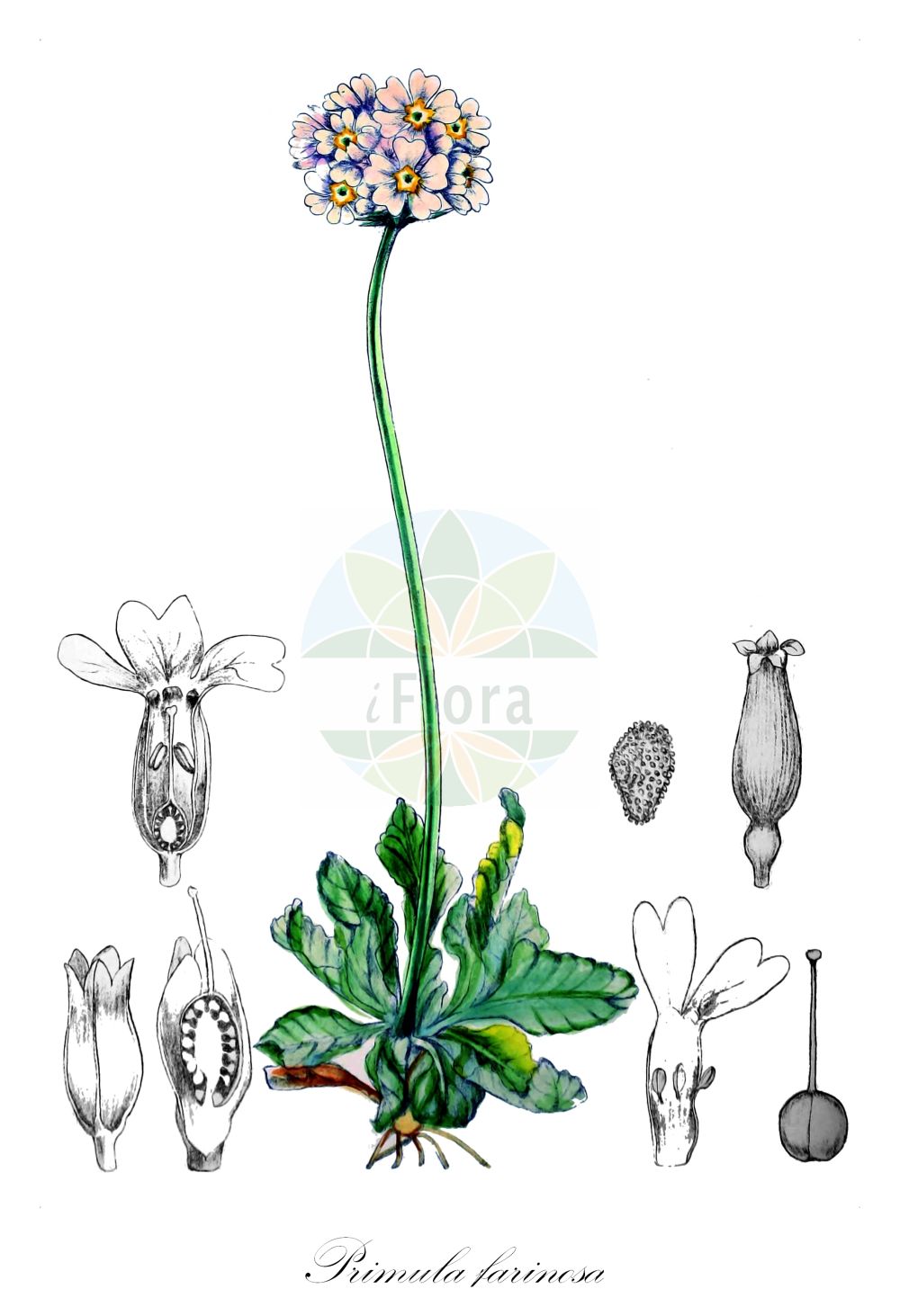 Historische Abbildung von Primula farinosa (Mehlige Schlüsselblume - Bird's-eye Primrose). Das Bild zeigt Blatt, Bluete, Frucht und Same. ---- Historical Drawing of Primula farinosa (Mehlige Schlüsselblume - Bird's-eye Primrose). The image is showing leaf, flower, fruit and seed.(Primula farinosa,Mehlige Schlüsselblume,Bird's-eye Primrose,Primula farinosa,Mehlige Schluesselblume,Mehl-Schluesselblume,Bird's-eye Primrose,Birdeye Primrose,Primula,Schlüsselblume,Primrose,Primulaceae,Schlüsselblumengewächse,Primrose family,Blatt,Bluete,Frucht,Same,leaf,flower,fruit,seed,Vallentin & Cotton (1921))