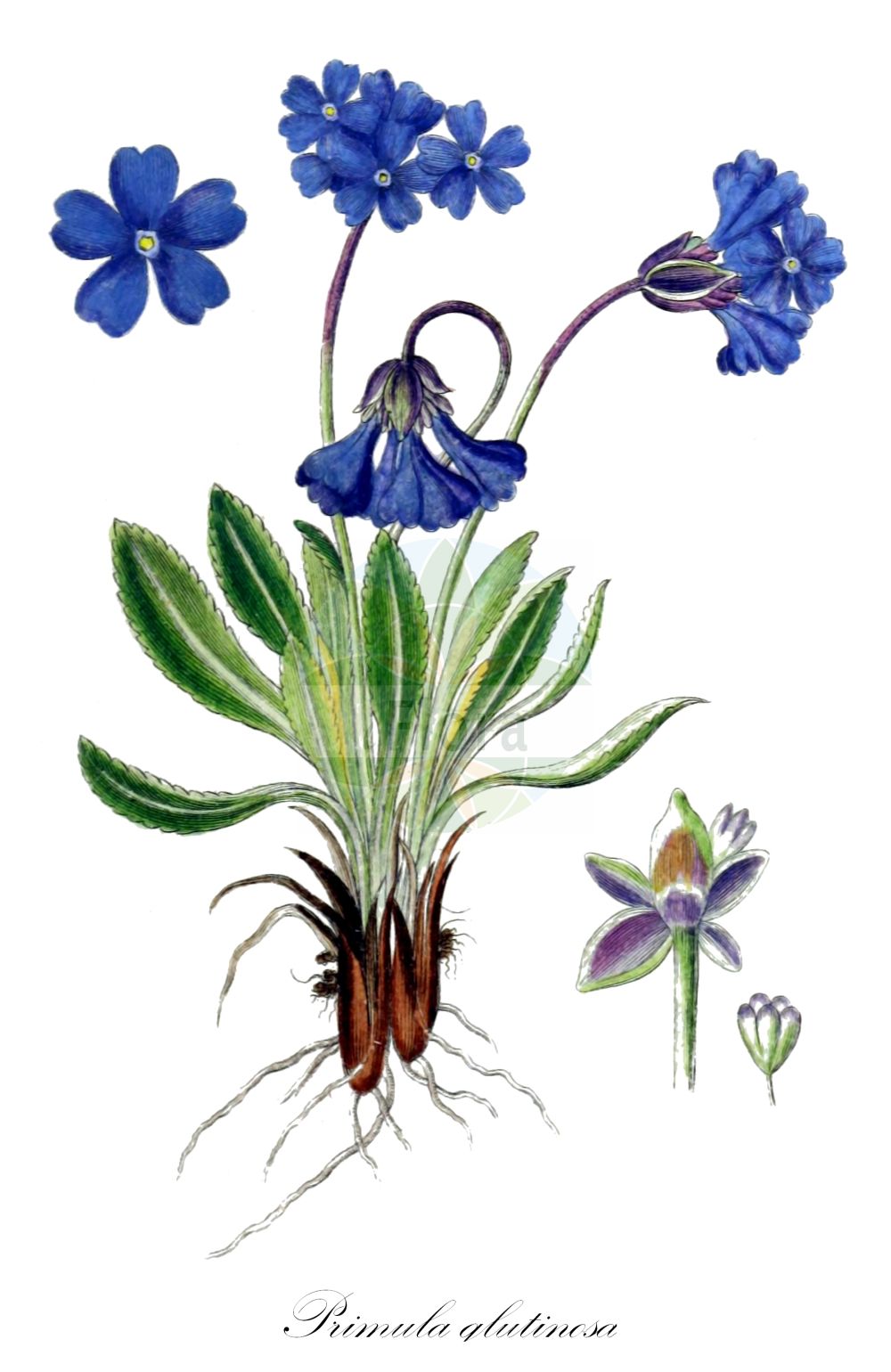 Historische Abbildung von Primula glutinosa (Klebrige Primel). Das Bild zeigt Blatt, Bluete, Frucht und Same. ---- Historical Drawing of Primula glutinosa (Klebrige Primel). The image is showing leaf, flower, fruit and seed.(Primula glutinosa,Klebrige Primel,Primula glutinosa,Klebrige Primel,Primula,Schlüsselblume,Primrose,Primulaceae,Schlüsselblumengewächse,Primrose family,Blatt,Bluete,Frucht,Same,leaf,flower,fruit,seed,Sturm (1796f))