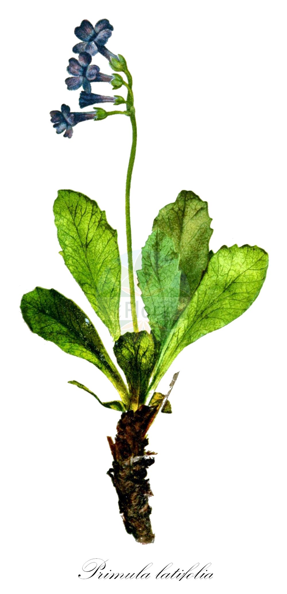 Historische Abbildung von Primula latifolia. Das Bild zeigt Blatt, Bluete, Frucht und Same. ---- Historical Drawing of Primula latifolia. The image is showing leaf, flower, fruit and seed.(Primula latifolia,Primula graveolens,Primula hirsuta,Primula latifolia,Primula viscosa,Primula,Schlüsselblume,Primrose,Primulaceae,Schlüsselblumengewächse,Primrose family,Blatt,Bluete,Frucht,Same,leaf,flower,fruit,seed,Correvon (1899))