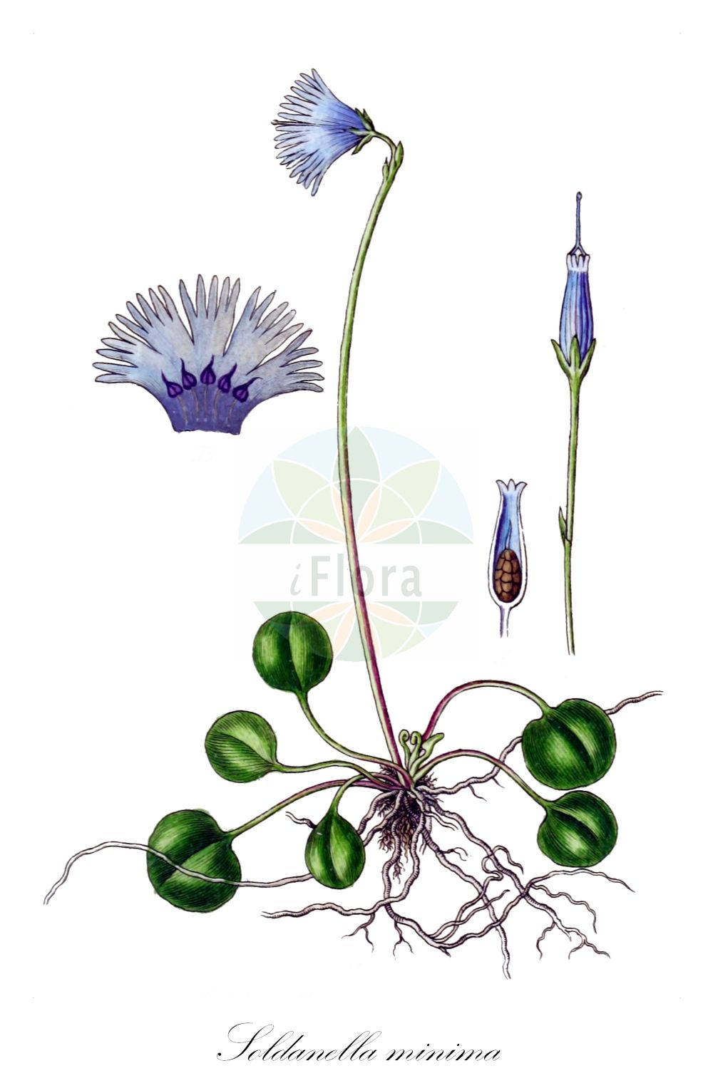 Historische Abbildung von Soldanella minima (Winzige Troddelblume - Least Snowbell). Das Bild zeigt Blatt, Bluete, Frucht und Same. ---- Historical Drawing of Soldanella minima (Winzige Troddelblume - Least Snowbell). The image is showing leaf, flower, fruit and seed.(Soldanella minima,Winzige Troddelblume,Least Snowbell,Soldanella ganderi,Soldanella minima,Winzige Troddelblume,Least Snowbell,Soldanella,Alpenglöckchen,Snowbell,Primulaceae,Schlüsselblumengewächse,Primrose family,Blatt,Bluete,Frucht,Same,leaf,flower,fruit,seed,Sturm (1796f))