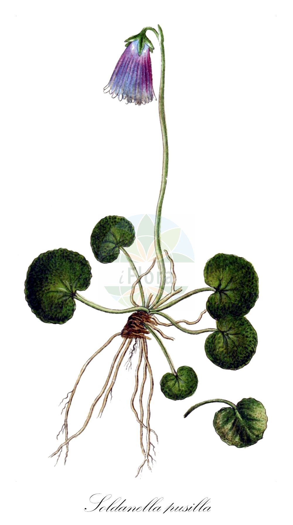 Historische Abbildung von Soldanella pusilla (Niedrige Soldanelle - Dwarf Snowbell). Das Bild zeigt Blatt, Bluete, Frucht und Same. ---- Historical Drawing of Soldanella pusilla (Niedrige Soldanelle - Dwarf Snowbell). The image is showing leaf, flower, fruit and seed.(Soldanella pusilla,Niedrige Soldanelle,Dwarf Snowbell,Soldanella pusilla,Niedrige Soldanelle,Zwerg-Alpengloeckchen,Dwarf Snowbell,Soldanella,Alpenglöckchen,Snowbell,Primulaceae,Schlüsselblumengewächse,Primrose family,Blatt,Bluete,Frucht,Same,leaf,flower,fruit,seed,Sturm (1796f))
