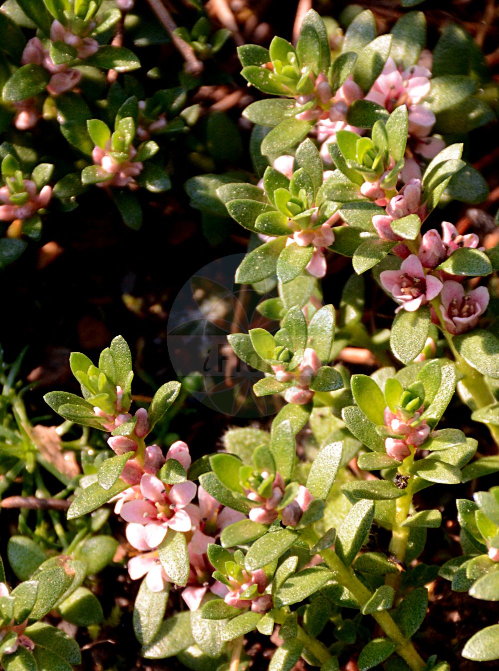 Foto von Glaux maritima (Strand-Milchkraut - Sea-milkwort). Das Foto wurde in Giessen, Hessen, Deutschland aufgenommen. ---- Photo of Glaux maritima (Strand-Milchkraut - Sea-milkwort). The picture was taken in Giessen, Hesse, Germany.(Glaux maritima,Strand-Milchkraut,Sea-milkwort,Glaux maritima,Strand-Milchkraut,Strandmilchkraut,Sea-milkwort,Glaux,Milchkraut,Milkwort,Primulaceae,Schlüsselblumengewächse,Primrose family)