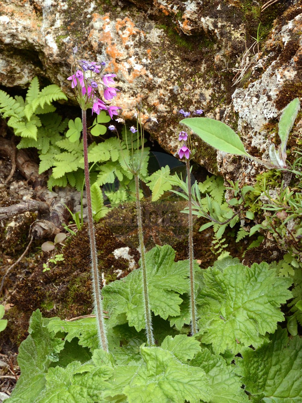 Foto von Cortusa matthioli (Matthioli-Primel - Matthioli's Primrose). Das Foto wurde in München, Bayern, Deutschland aufgenommen. ---- Photo of Cortusa matthioli (Matthioli-Primel - Matthioli's Primrose). The picture was taken in Munich, Bavaria, Germany.(Cortusa matthioli,Matthioli-Primel,Matthioli's Primrose,Cortusa altaica,Cortusa matthioli,Cortusa pubens,Matthioli-Primel,Alpen-Heilgloeckchen,Matthioliprimel,Matthioli's Primrose,Cortusa,Heilglöckchen,Primulaceae,Schlüsselblumengewächse,Primrose family)